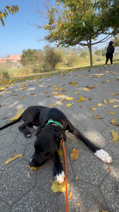 Enlarge Boone, a Adoptable mixed breed in Los Angeles, CA video 5/5