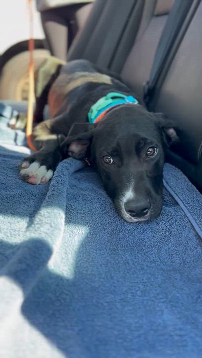 Enlarge Boone, a Adoptable mixed breed in Los Angeles, CA video 5/5