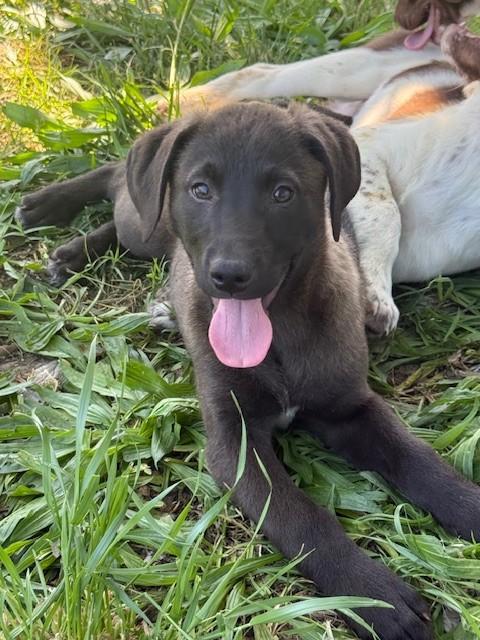 Enlarge A209803, a Adoptable mixed breed in Olivehurst, CA image 1/1