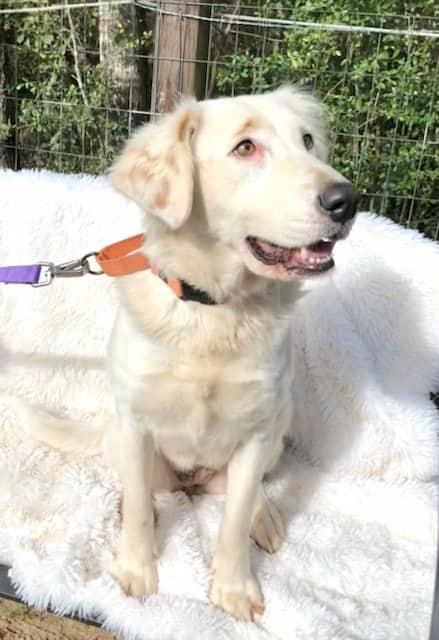 Diane, ADOPTABLE, Young Female Labrador Retriever & Australian Shepherd.