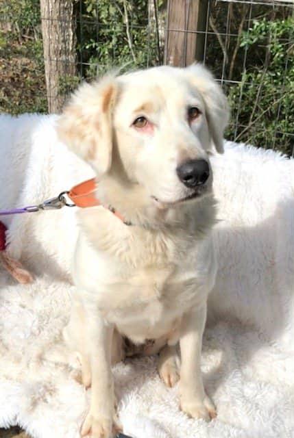 Enlarge Diane, a ADOPTABLE mixed breed in Barkhamsted, CT image 5/5