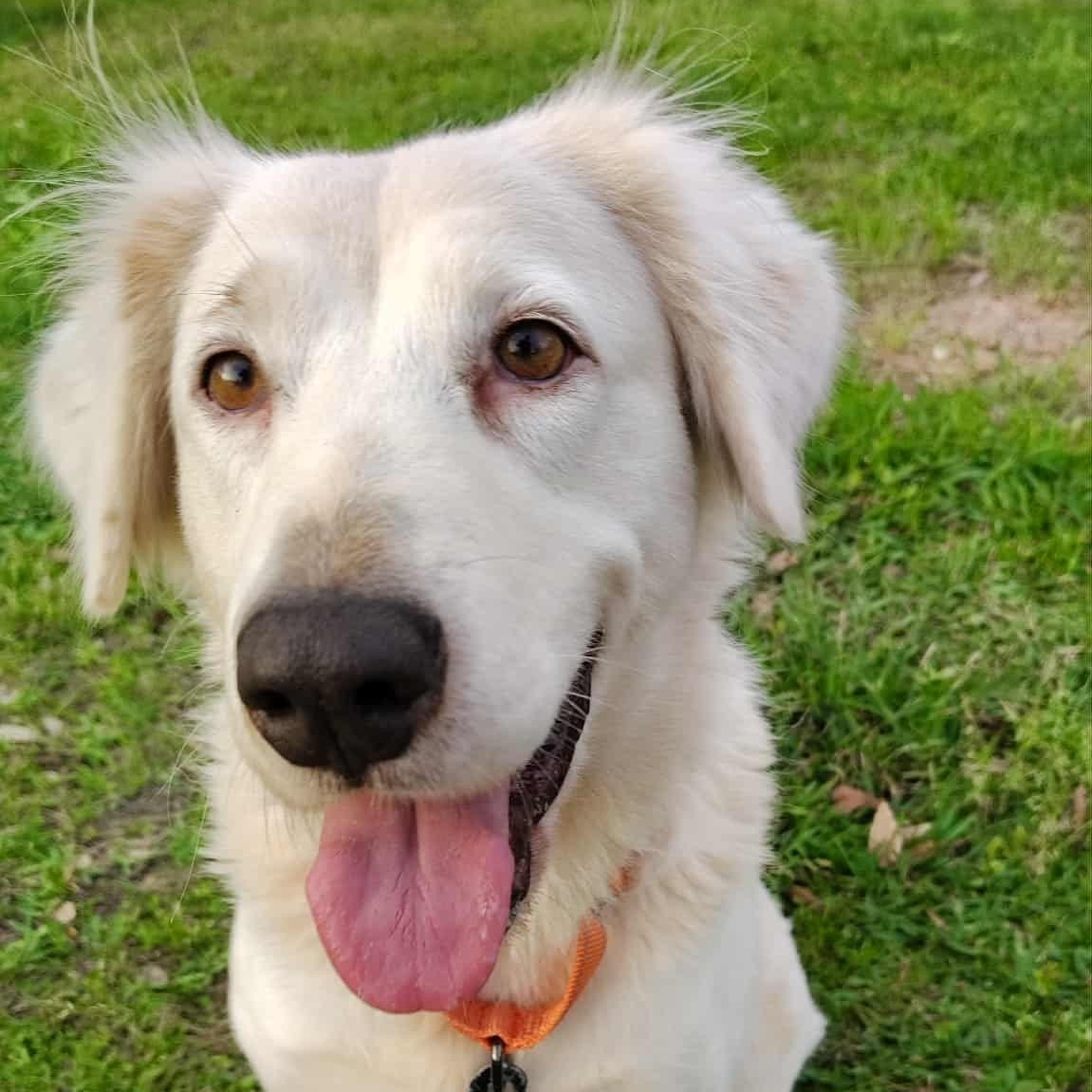 Enlarge Diane, a ADOPTABLE mixed breed in Barkhamsted, CT image 2/5