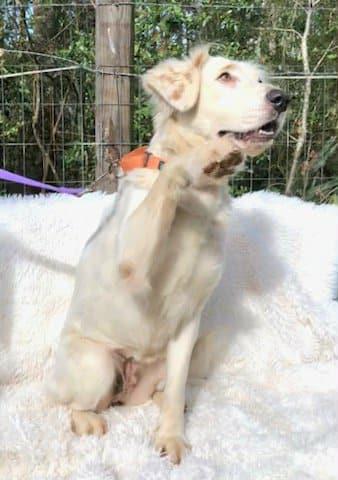 Enlarge Diane, a ADOPTABLE mixed breed in Barkhamsted, CT image 4/5