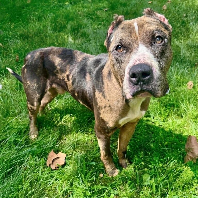 Enlarge Shabazz, a Adoptable Pit Bull Terrier in York, PA image 1/3