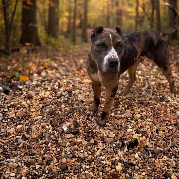 Enlarge Shabazz, a Adoptable Pit Bull Terrier in York, PA image 2/3