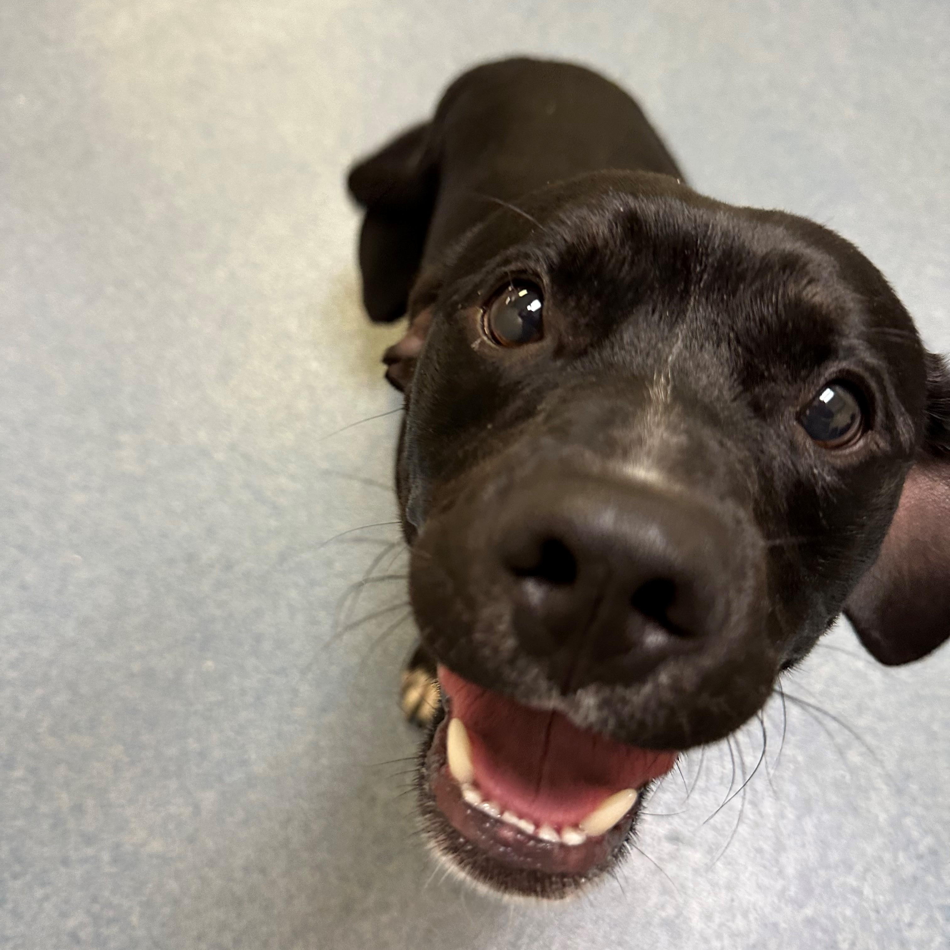 Shadow, Adoptable, Young Male Pit Bull Terrier.