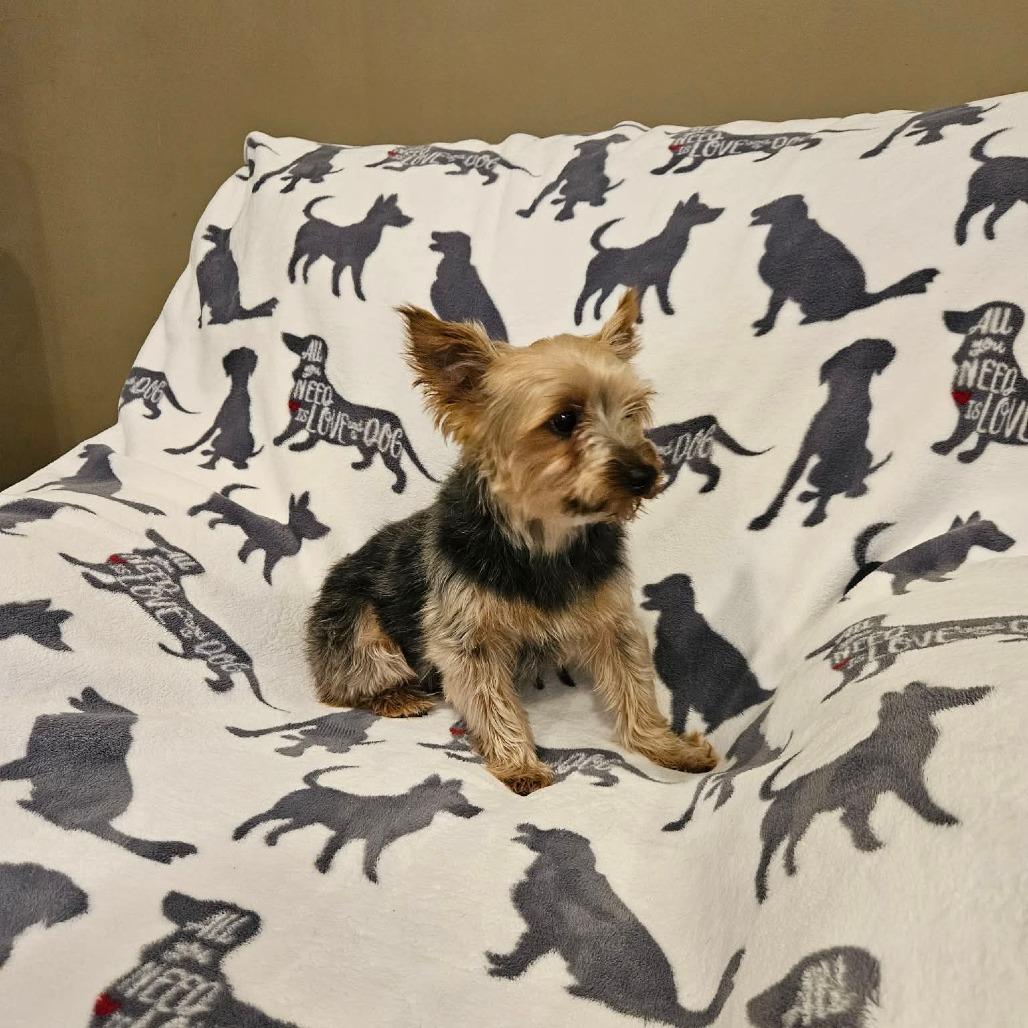 Martini, Adoptable, Senior Female Yorkshire Terrier.