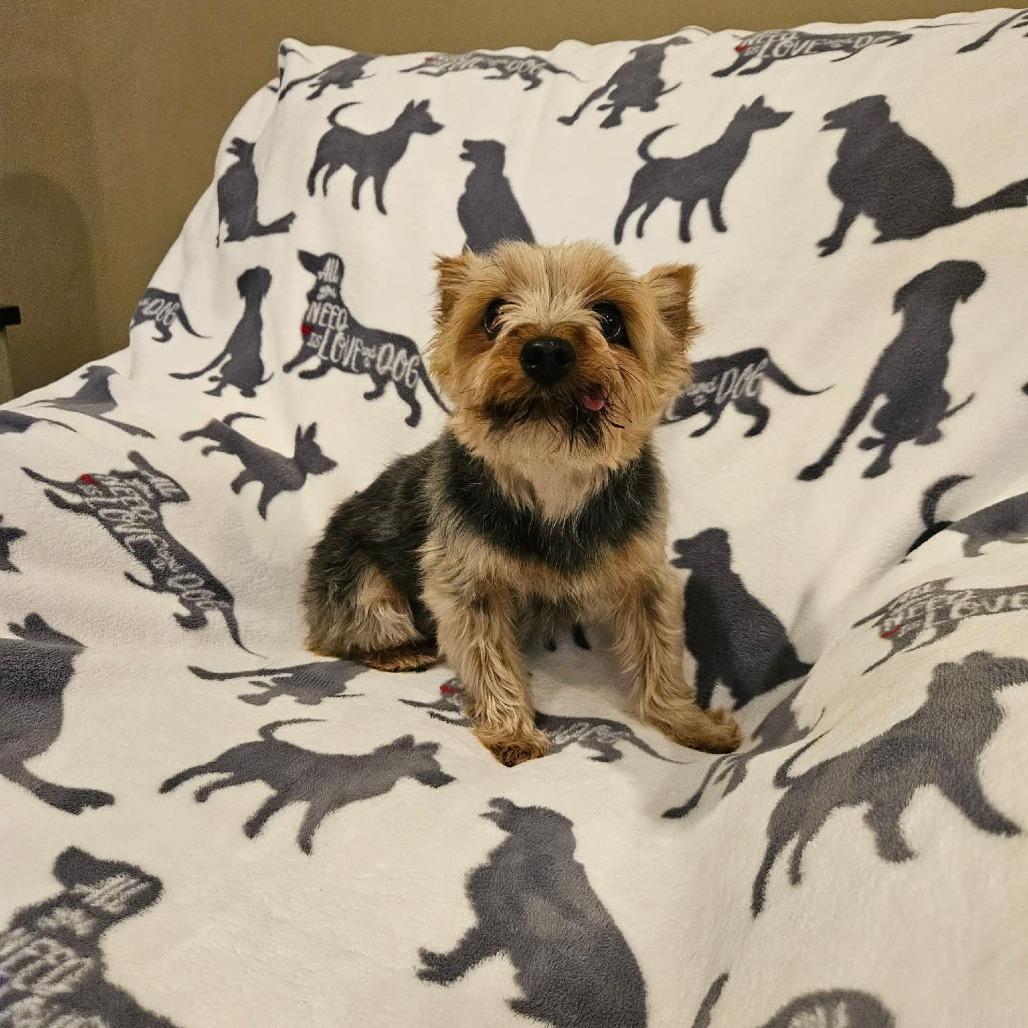 Enlarge Martini, a Adoptable Yorkshire Terrier in Jackson, MO image 2/6