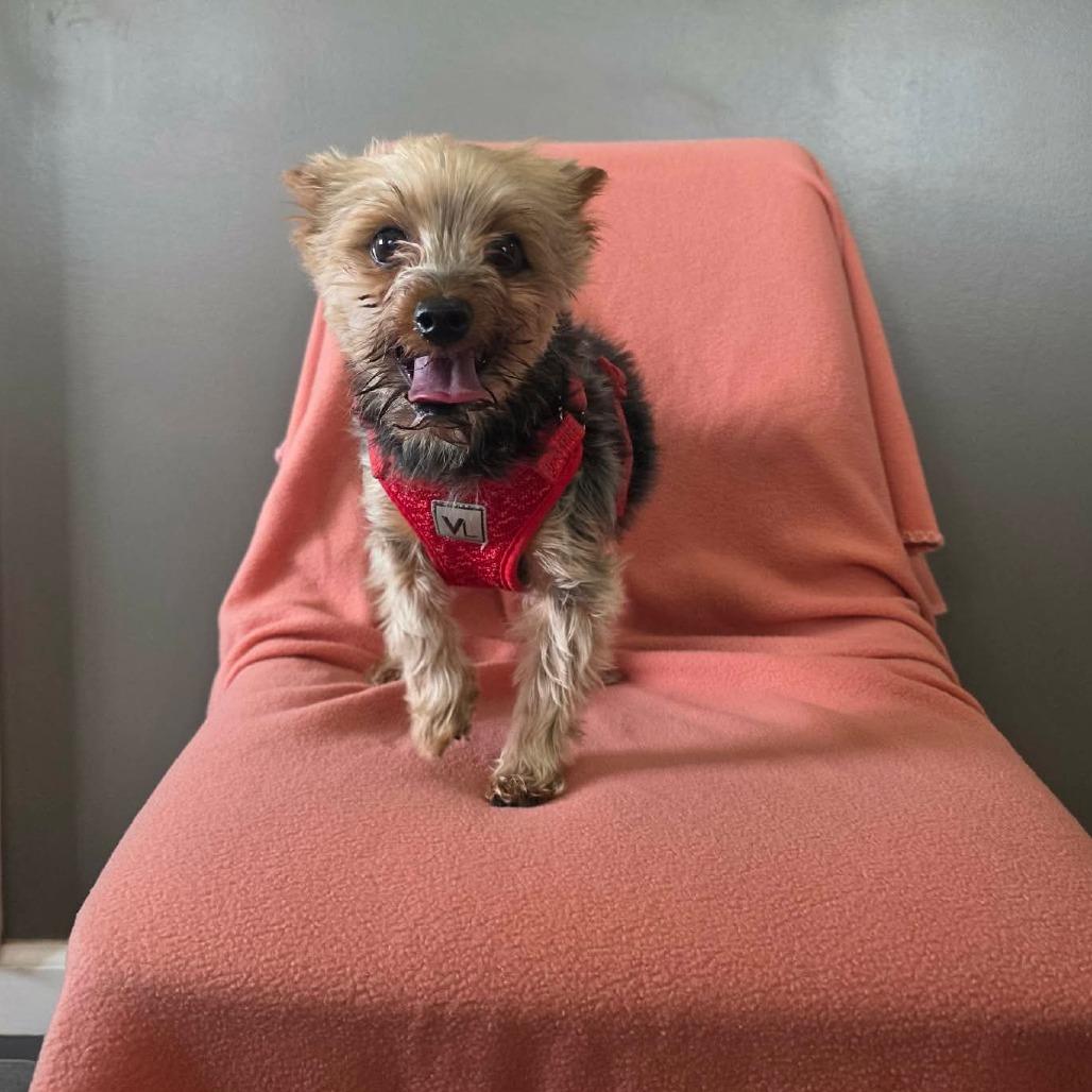 Enlarge Martini, a Adoptable Yorkshire Terrier in Jackson, MO image 3/6