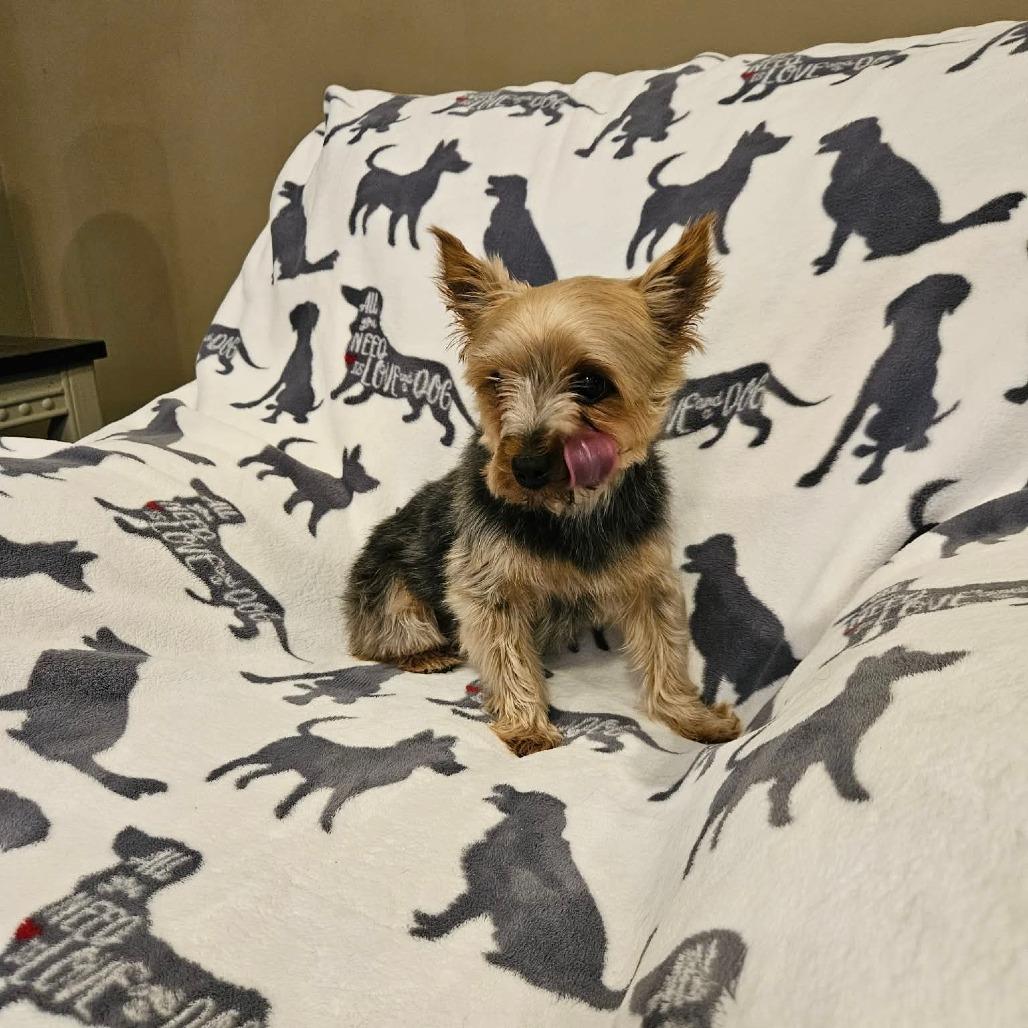 Enlarge Martini, a Adoptable Yorkshire Terrier in Jackson, MO image 4/6