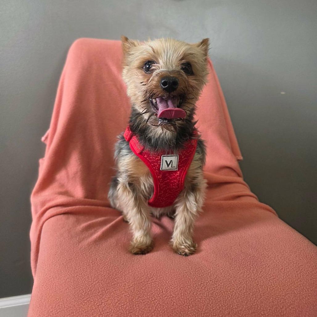 Enlarge Martini, a Adoptable Yorkshire Terrier in Jackson, MO image 5/6