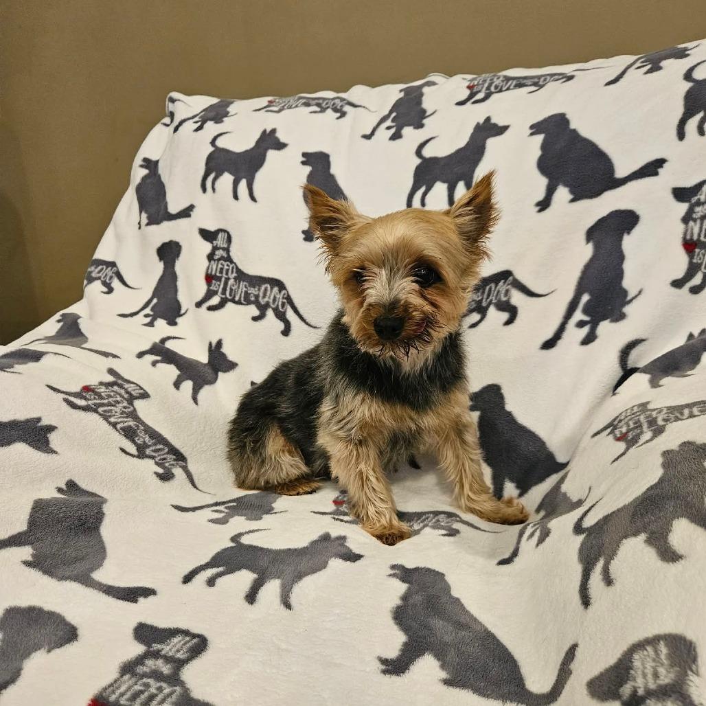 Enlarge Martini, a Adoptable Yorkshire Terrier in Jackson, MO image 6/6