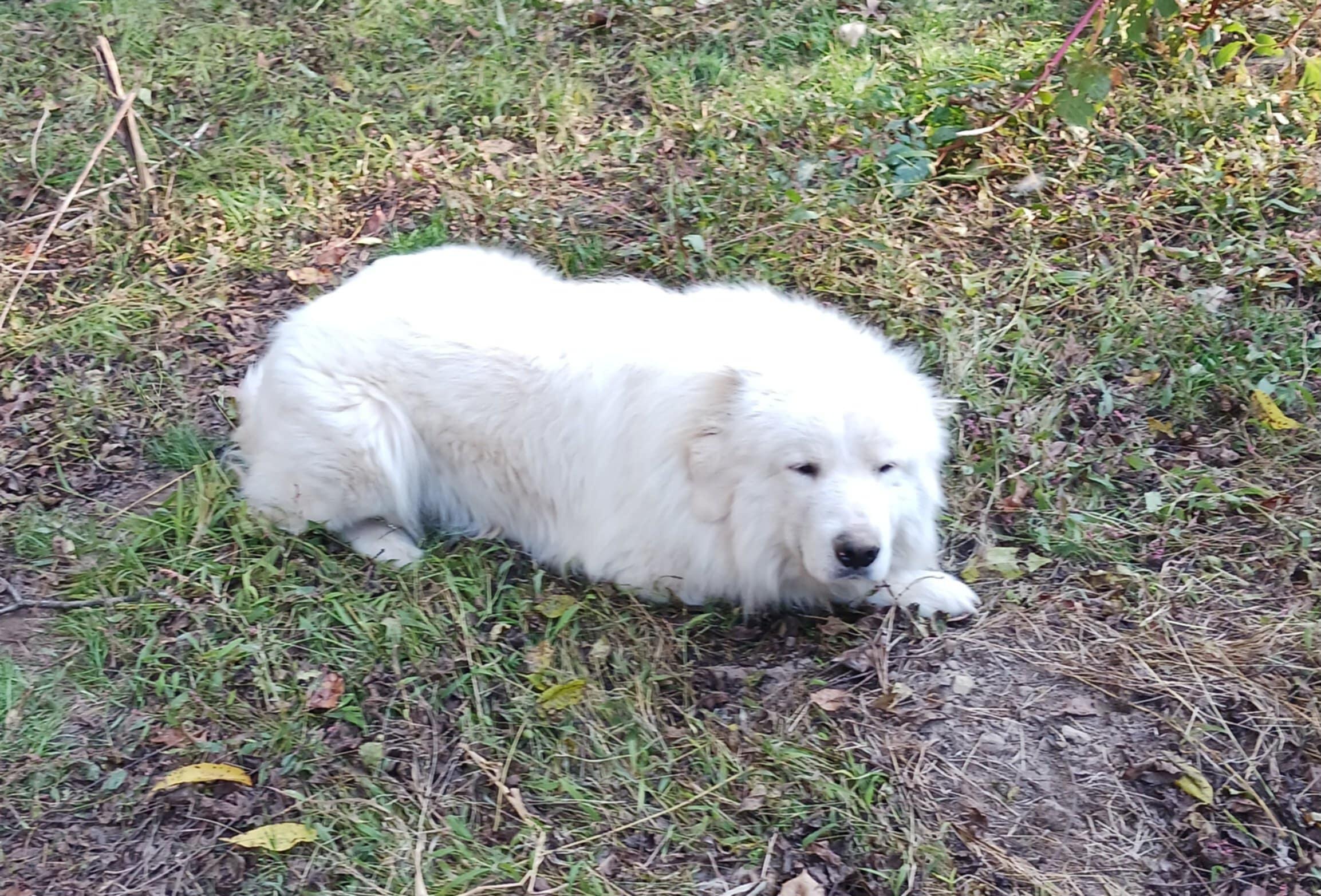 Castle, Adoptable, Adult Male Great Pyrenees & Maremma Sheepdog.