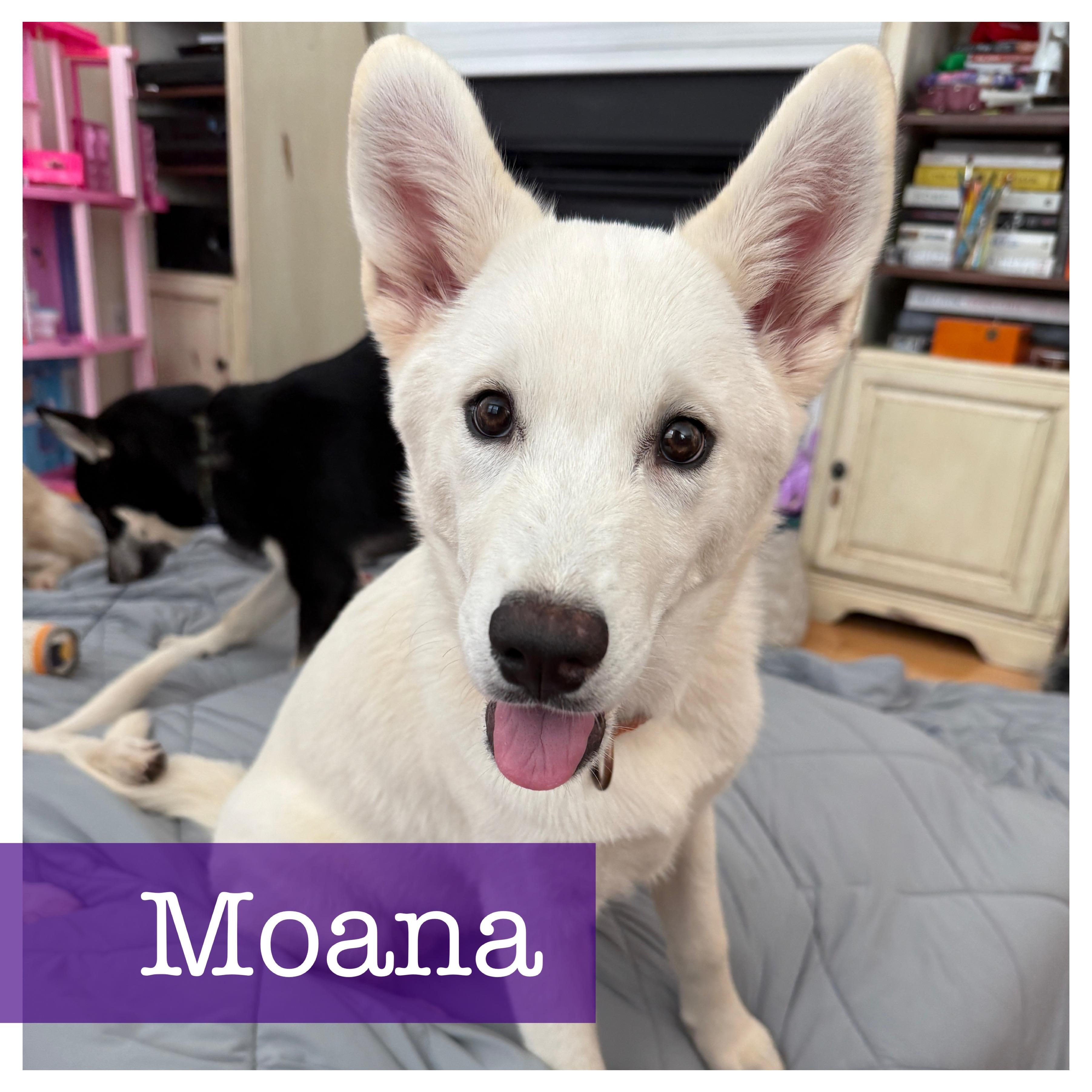 Moana is 5 months young and a bundle of joy She is always the life of the pawty but loves