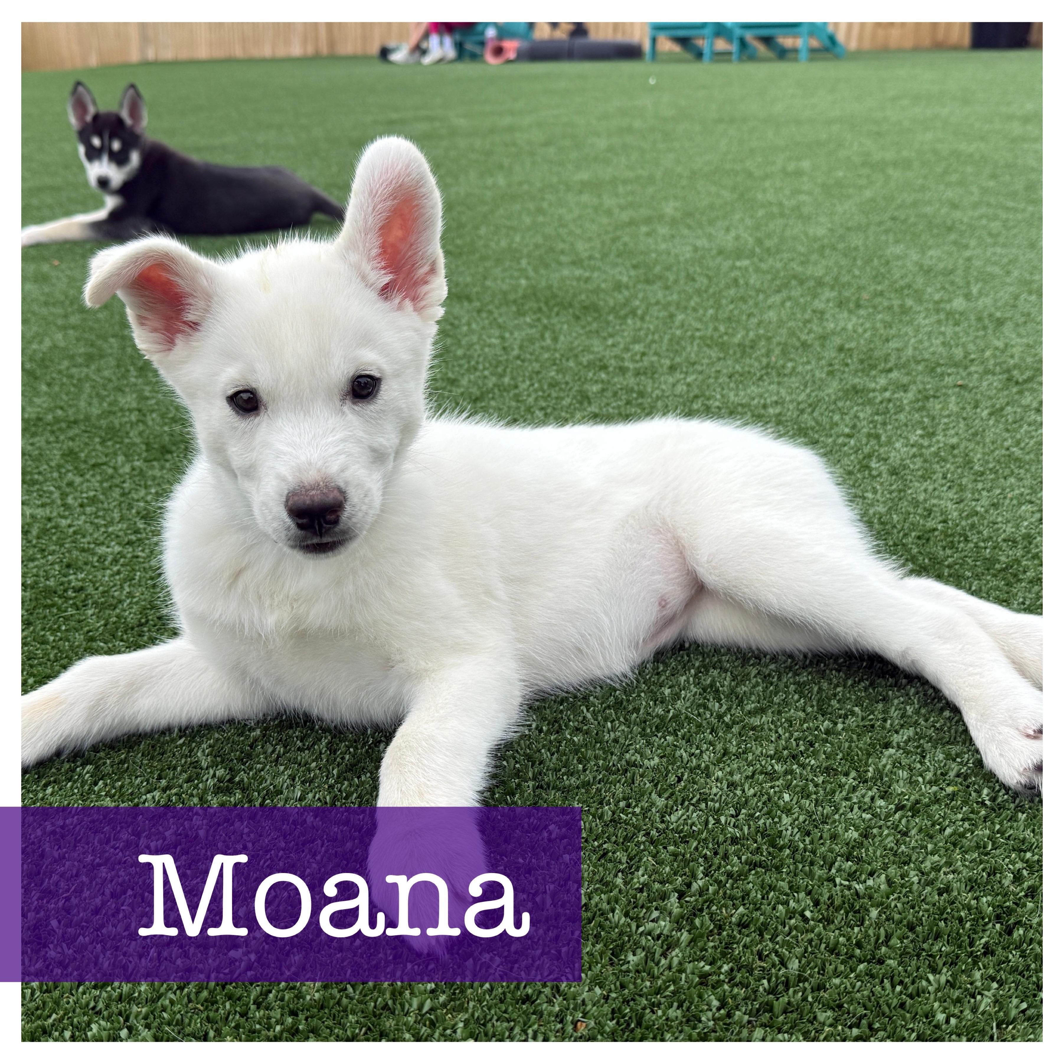 Moana CP Husky Dog