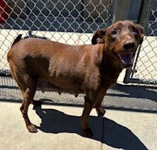 Honey, a Adoptable mixed breed in San Francisco, CA image 4/5