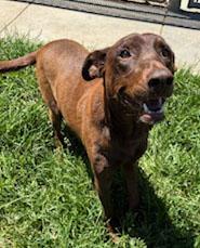 Honey, a Adoptable mixed breed in San Francisco, CA image 5/5