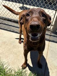 Honey, a Adoptable mixed breed in San Francisco, CA image 2/5