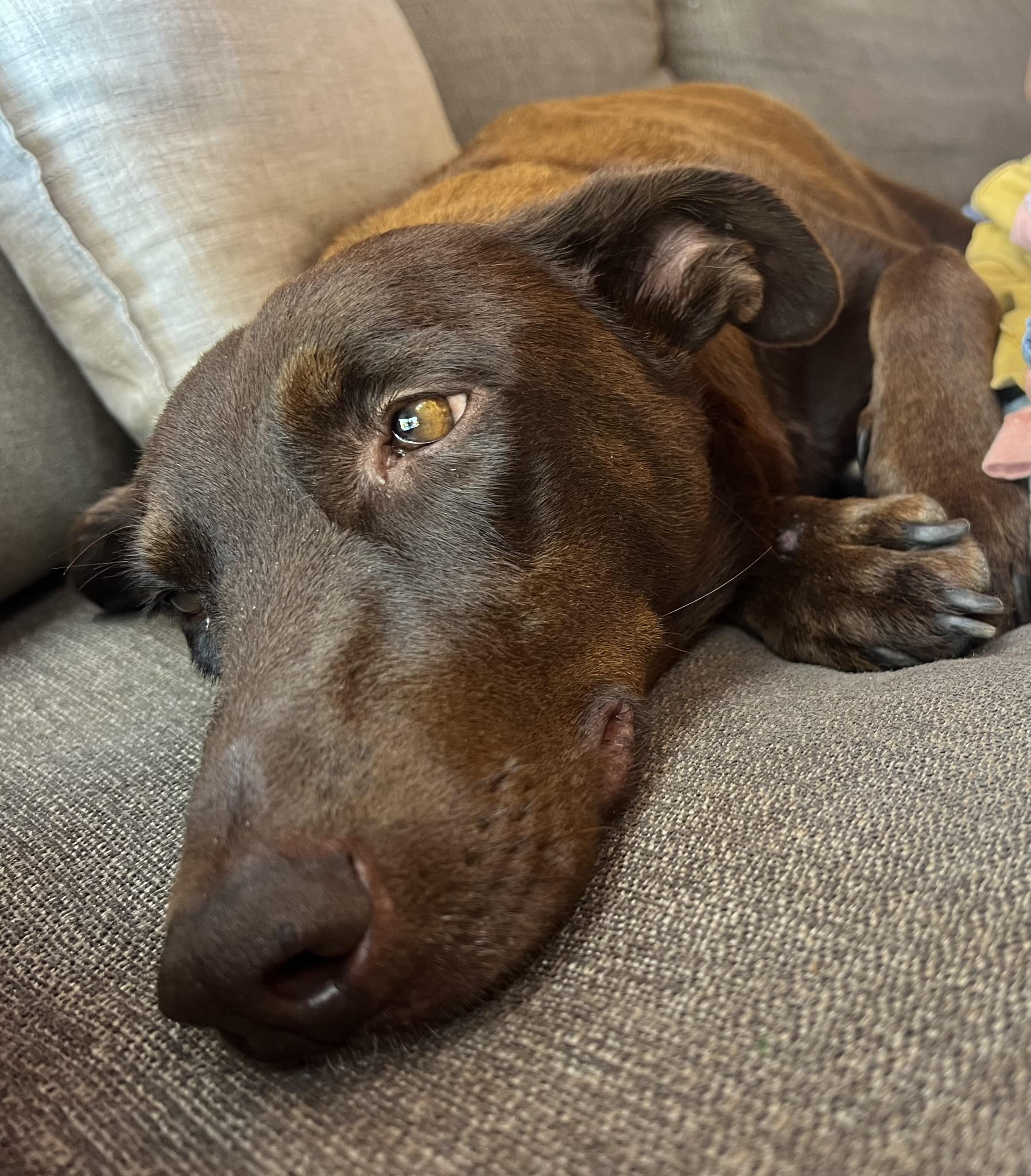 Honey, Adoptable, Young Female Labrador Retriever.