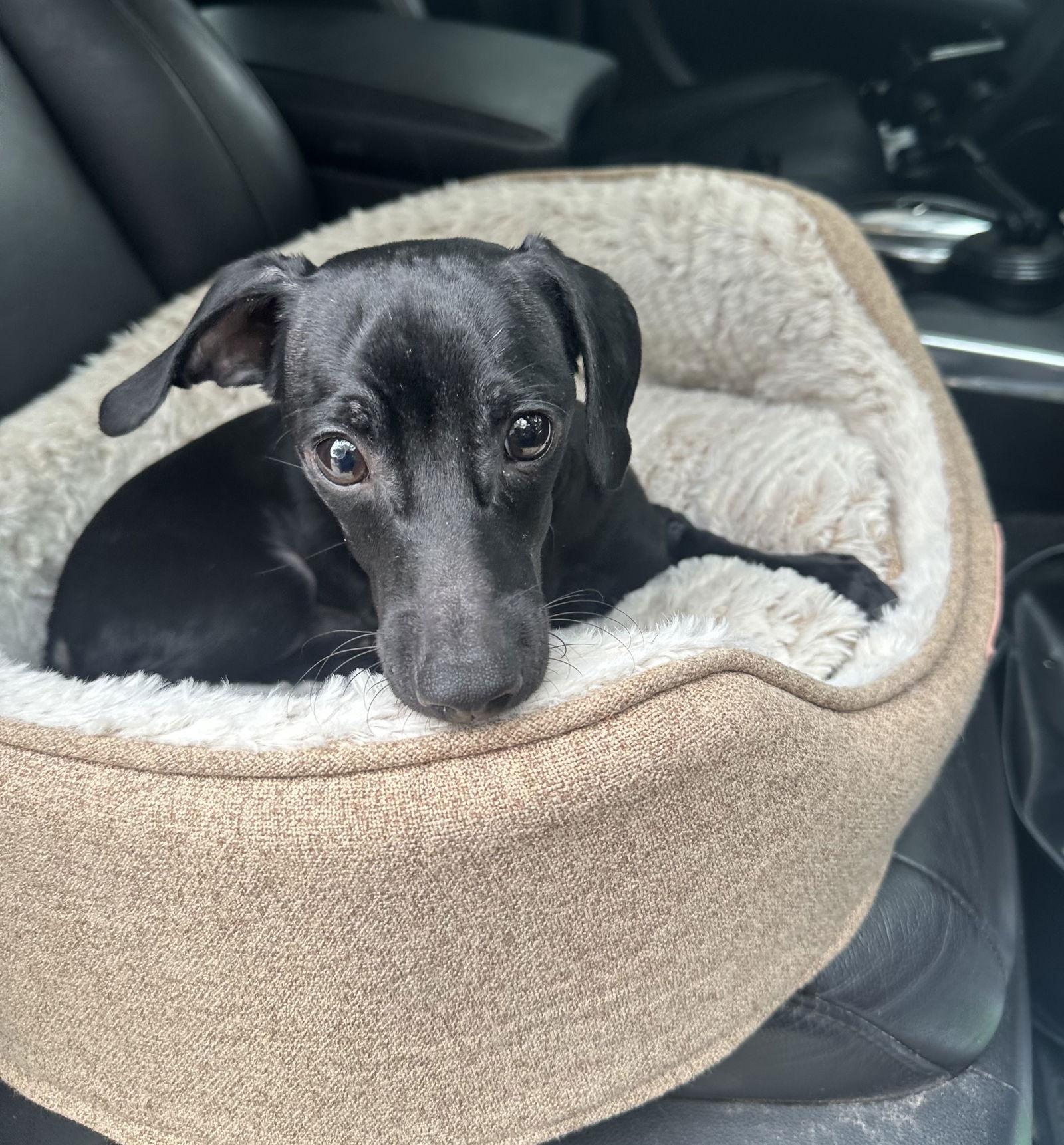 Ragu Magoo, Adoptable, Puppy Male Dachshund & Chihuahua.