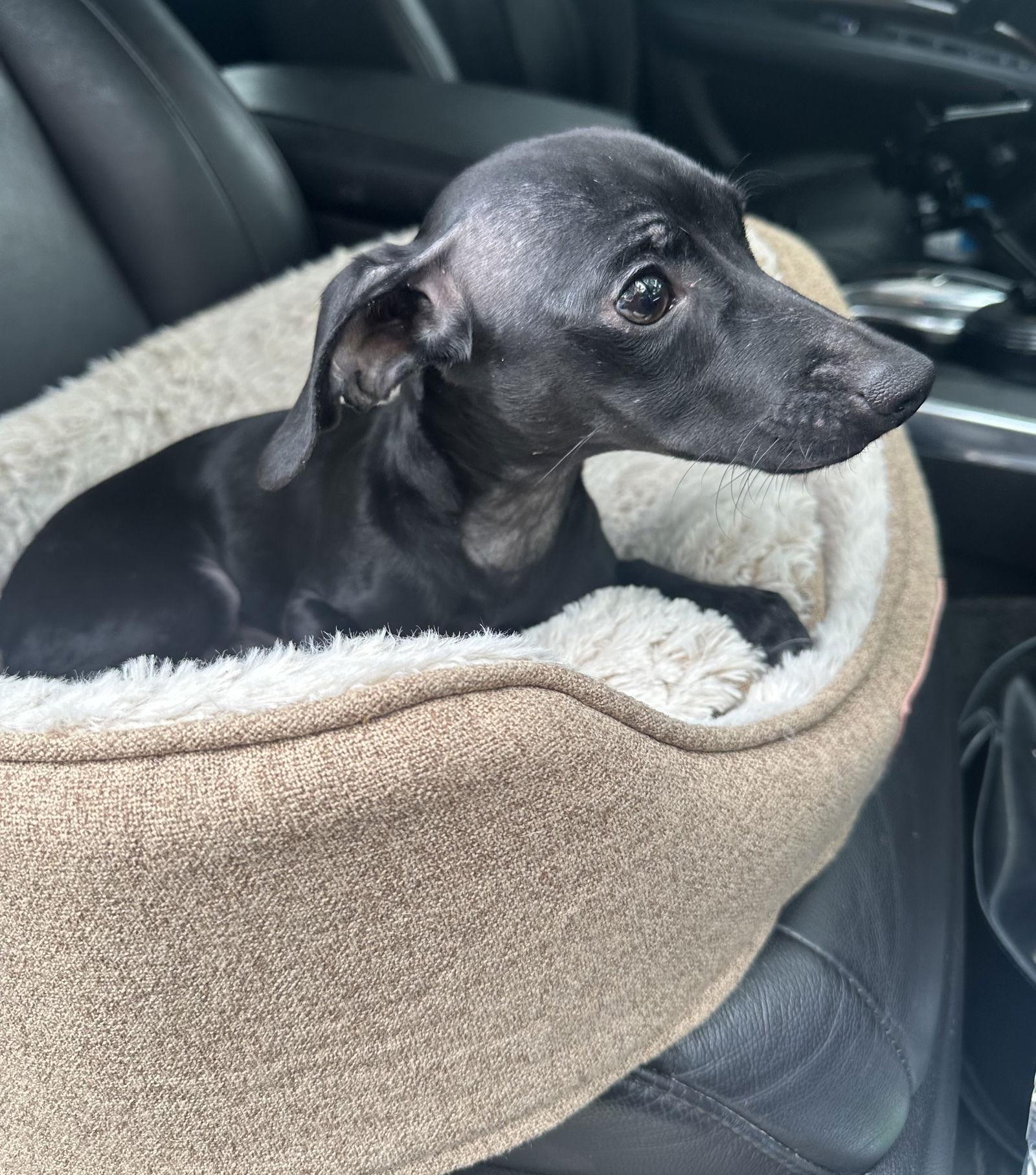 Enlarge Ragu Magoo, a Adoptable mixed breed in Pearland, TX image 2/3