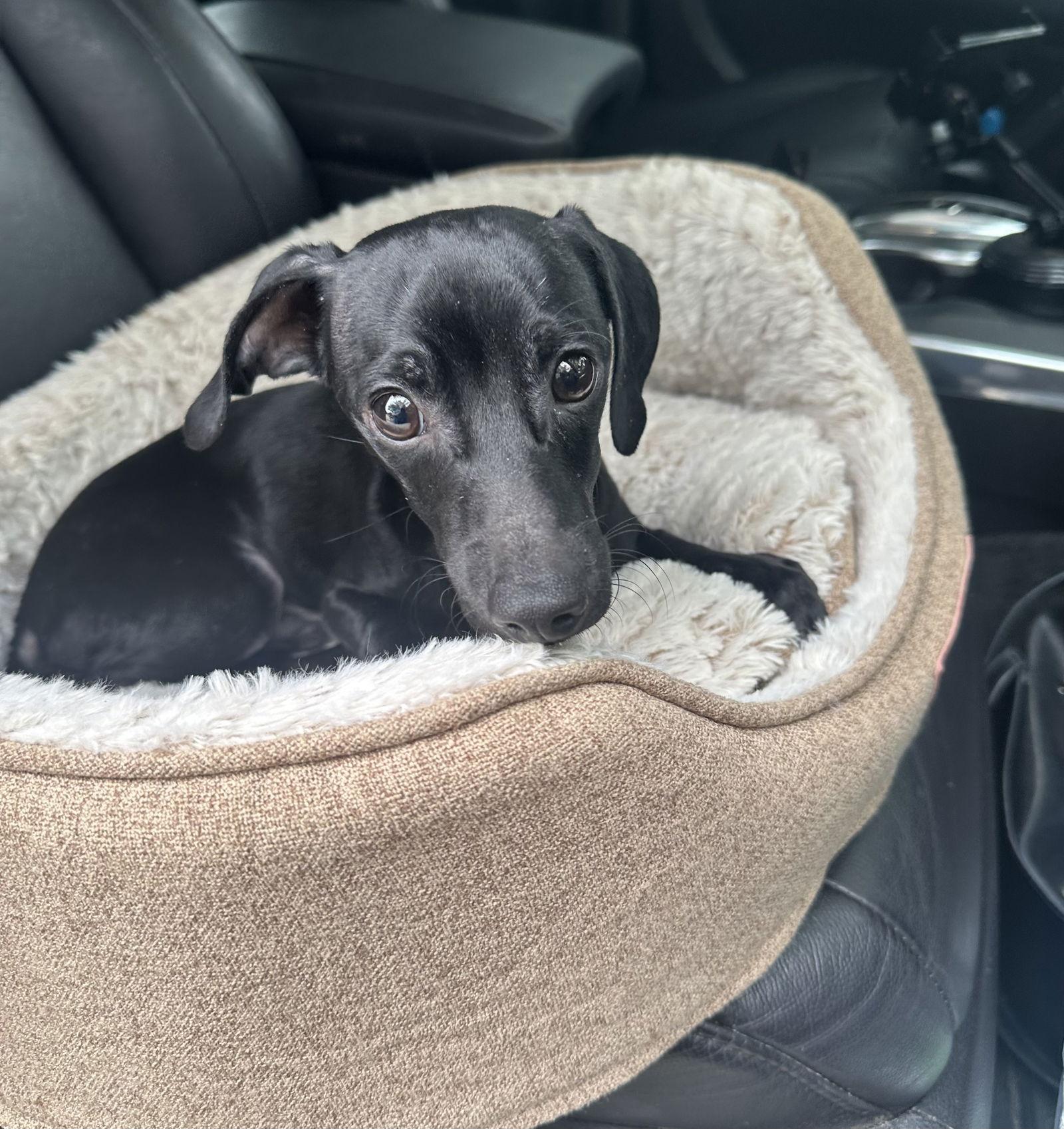 Enlarge Ragu Magoo, a Adoptable mixed breed in Pearland, TX image 3/3