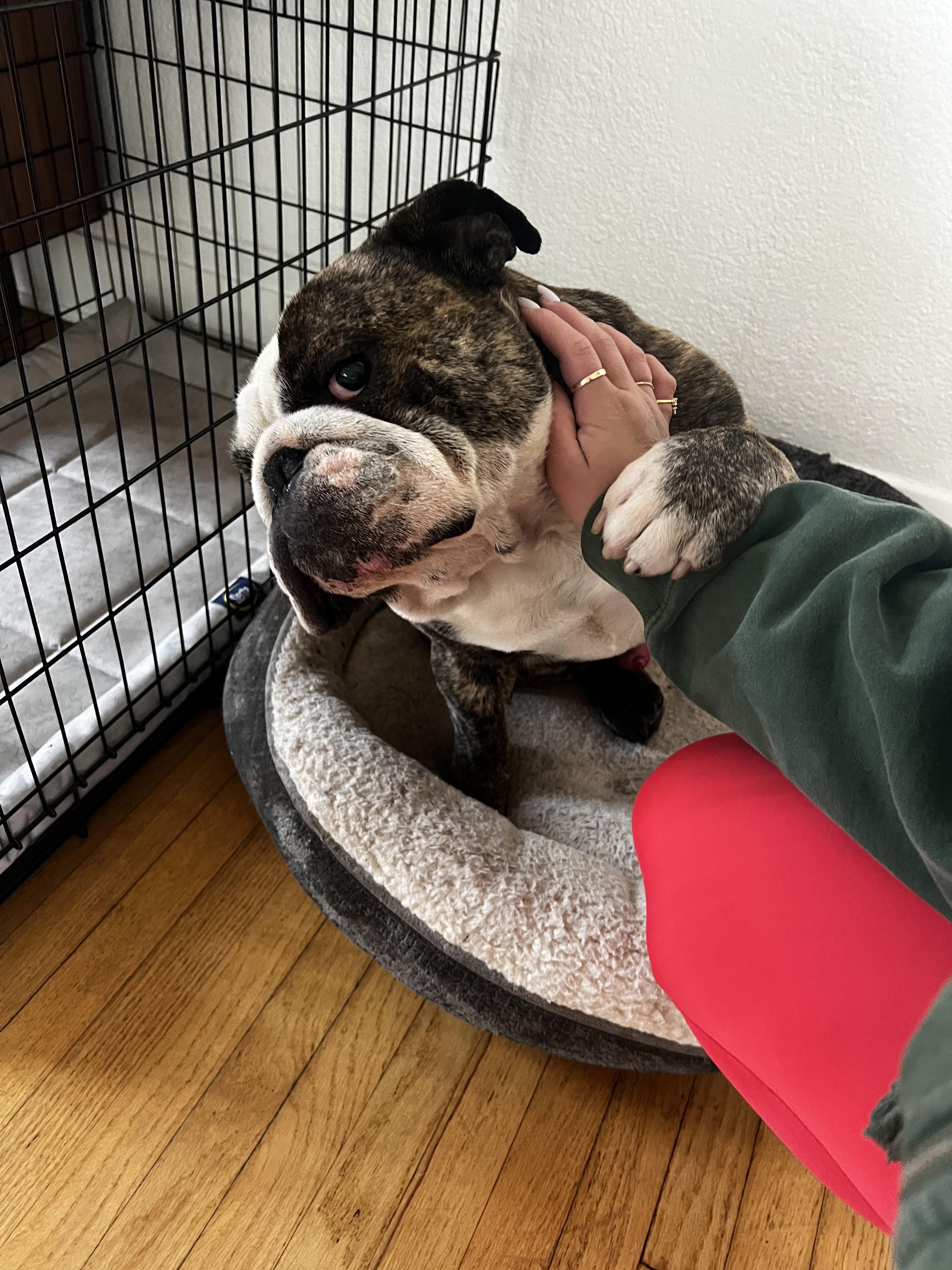 Enlarge Moose, an adoptable English Bulldog in Corona, CA image 1/6