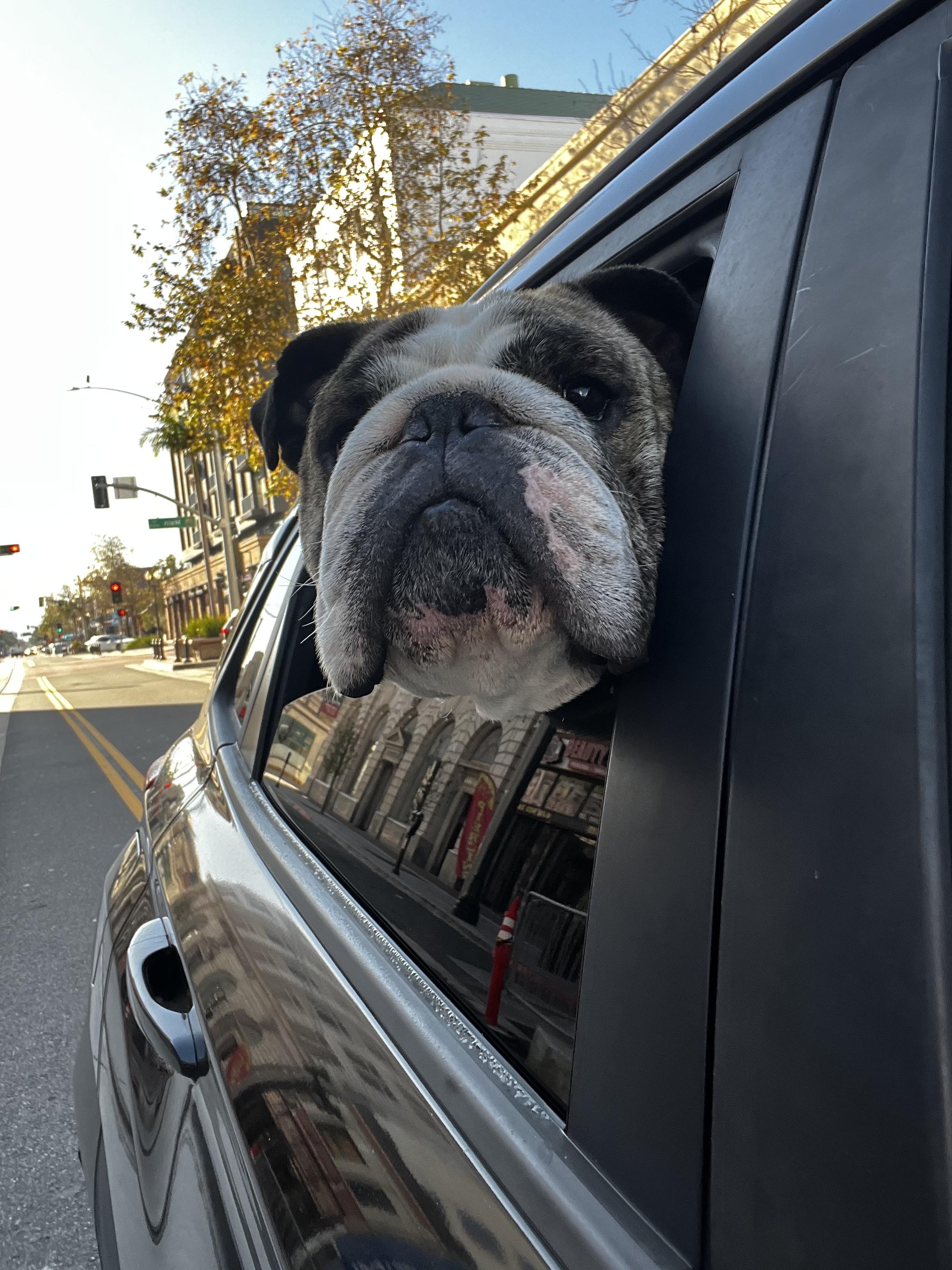Enlarge Moose, an adoptable English Bulldog in Corona, CA image 2/6