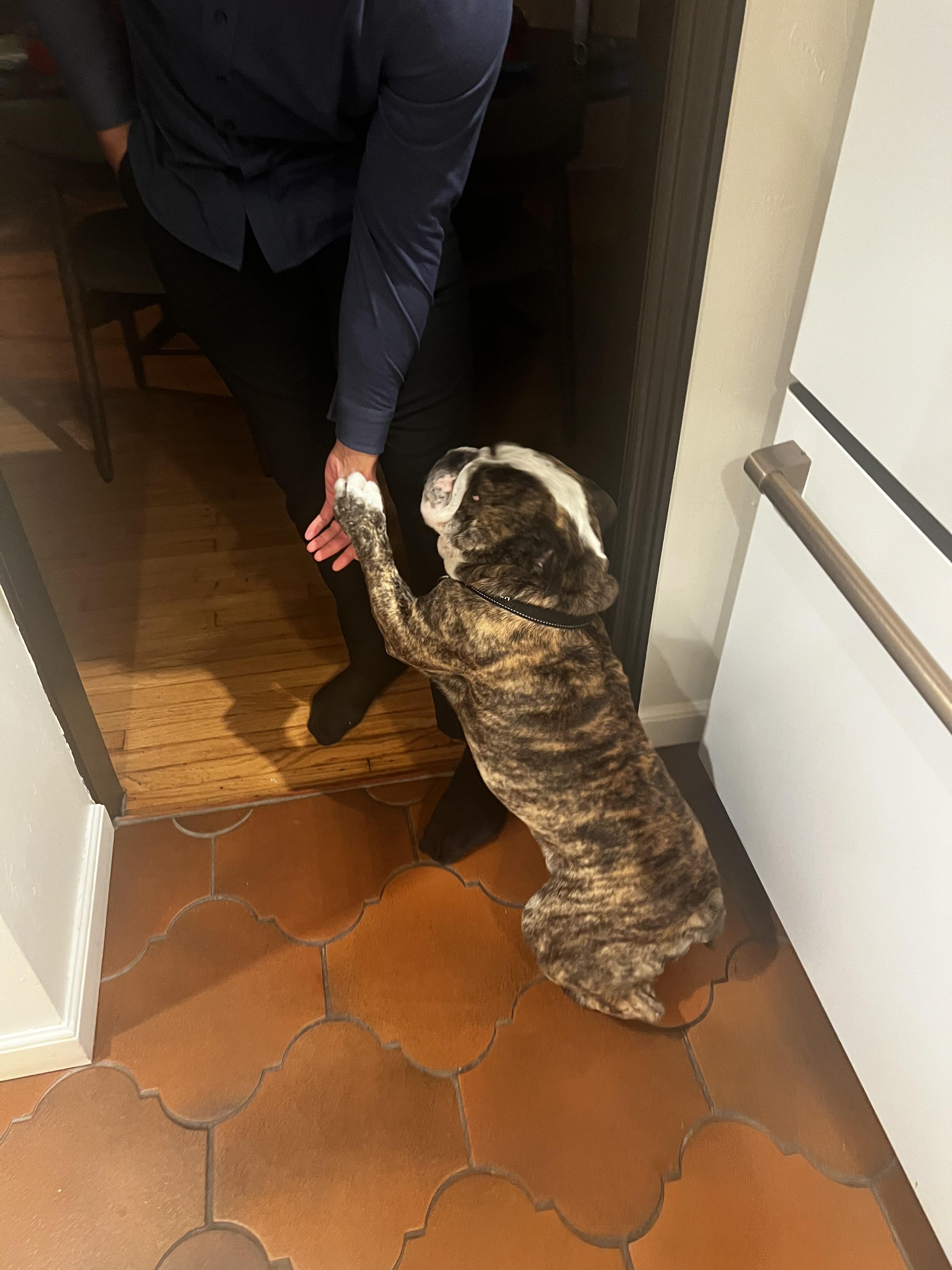 Enlarge Moose, an adoptable English Bulldog in Corona, CA image 3/6