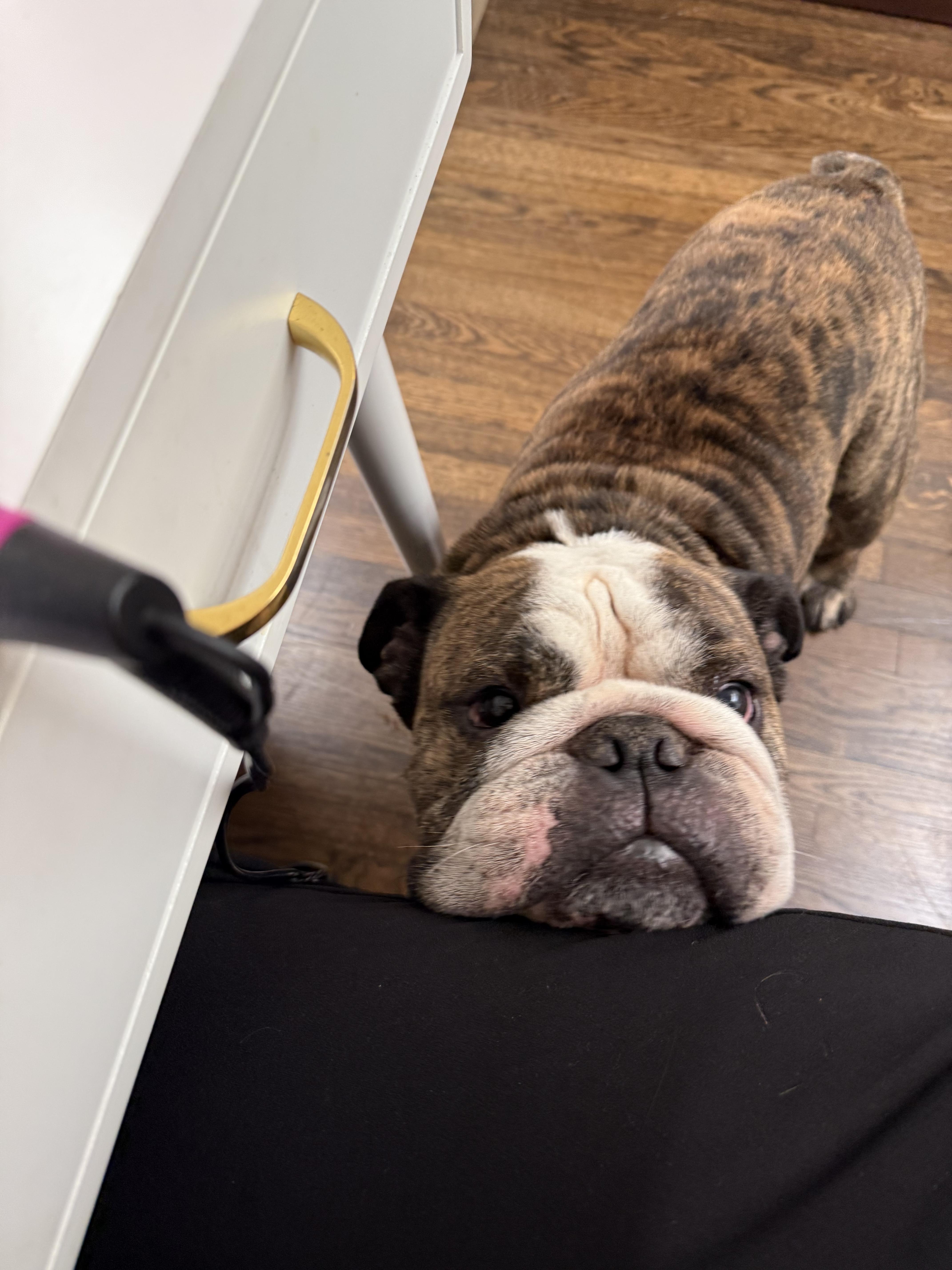 Enlarge Moose, an adoptable English Bulldog in Corona, CA image 4/6