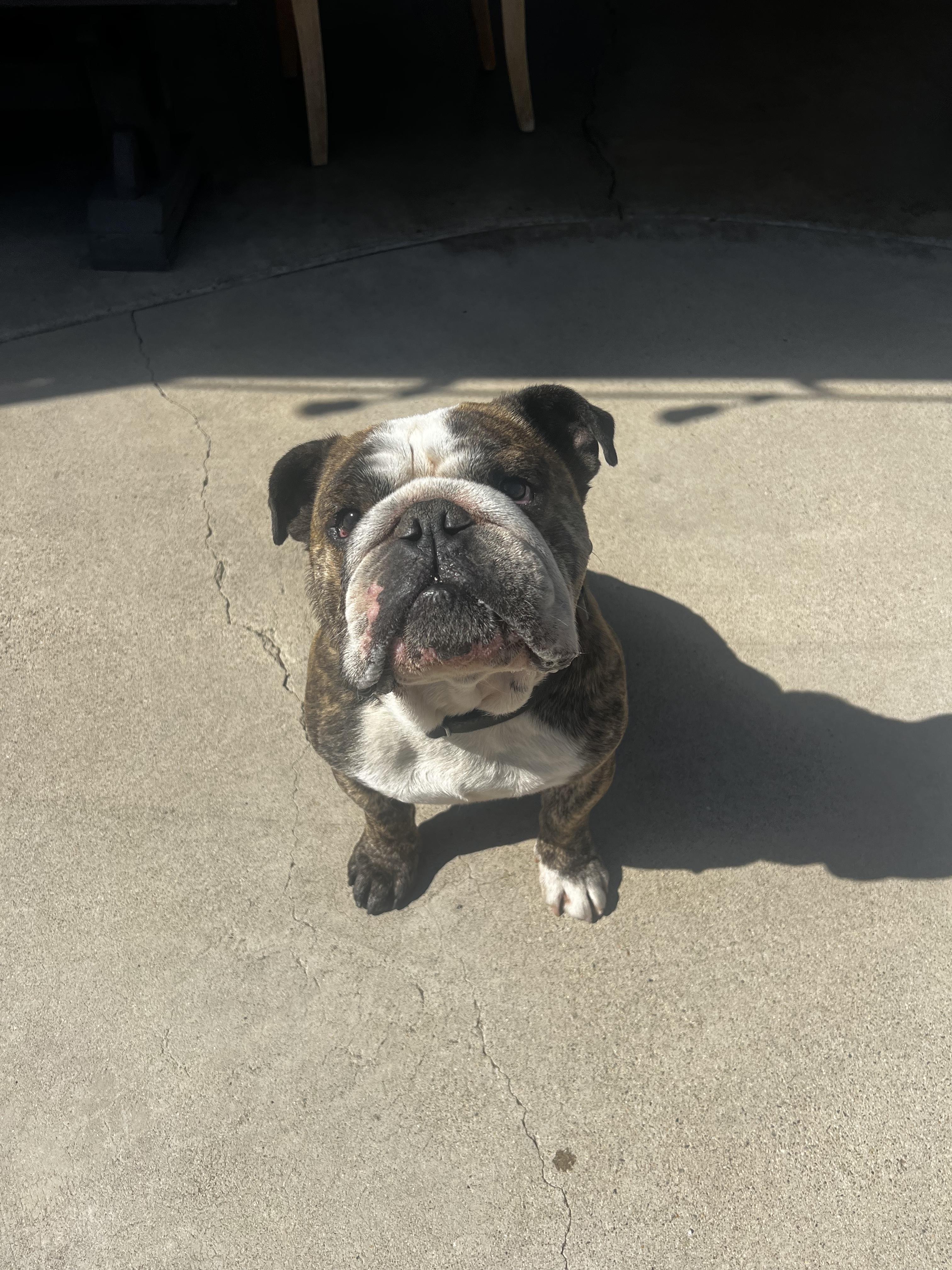Enlarge Moose, an adoptable English Bulldog in Corona, CA image 5/6