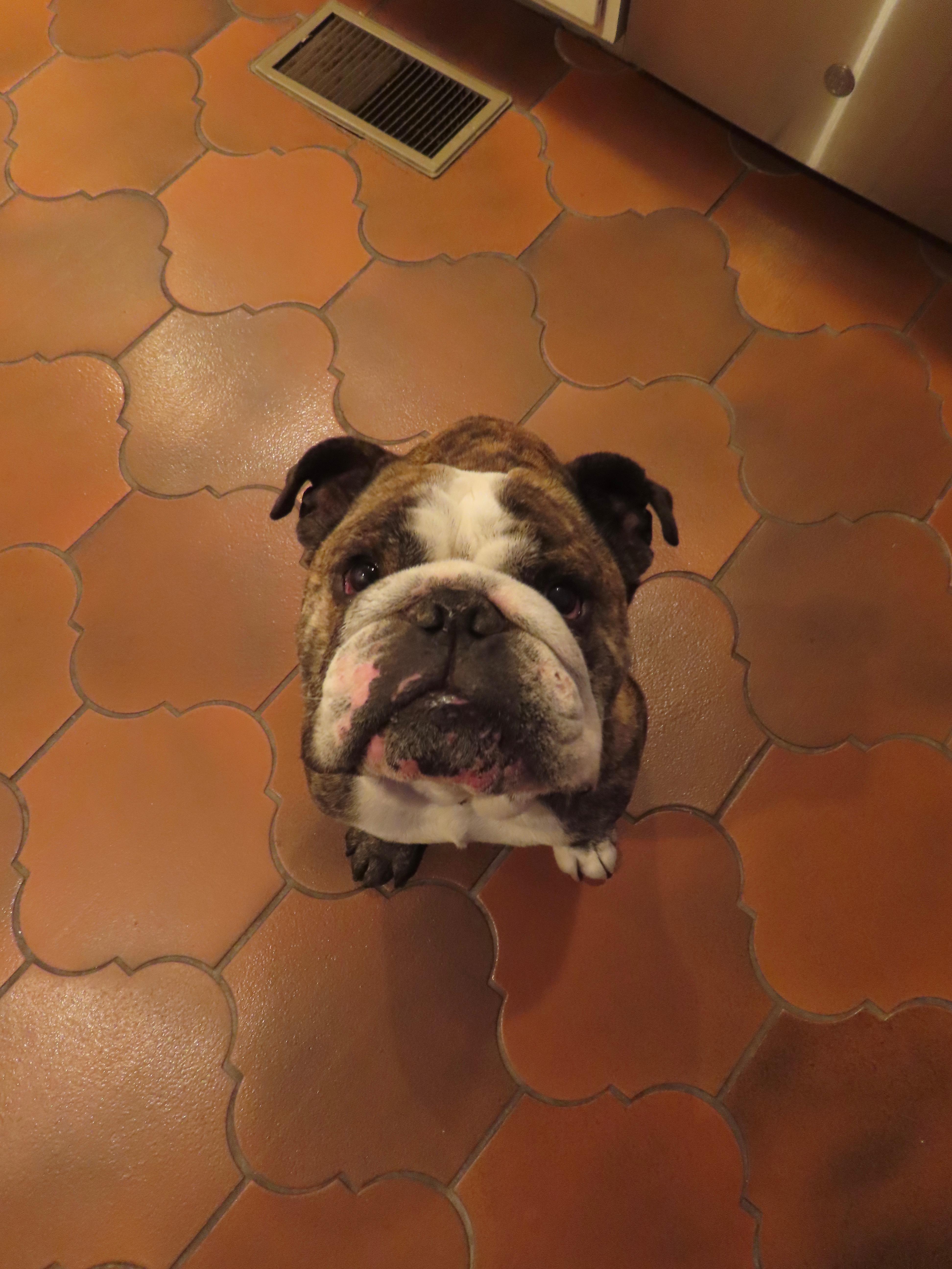 Enlarge Moose, an adoptable English Bulldog in Corona, CA image 6/6