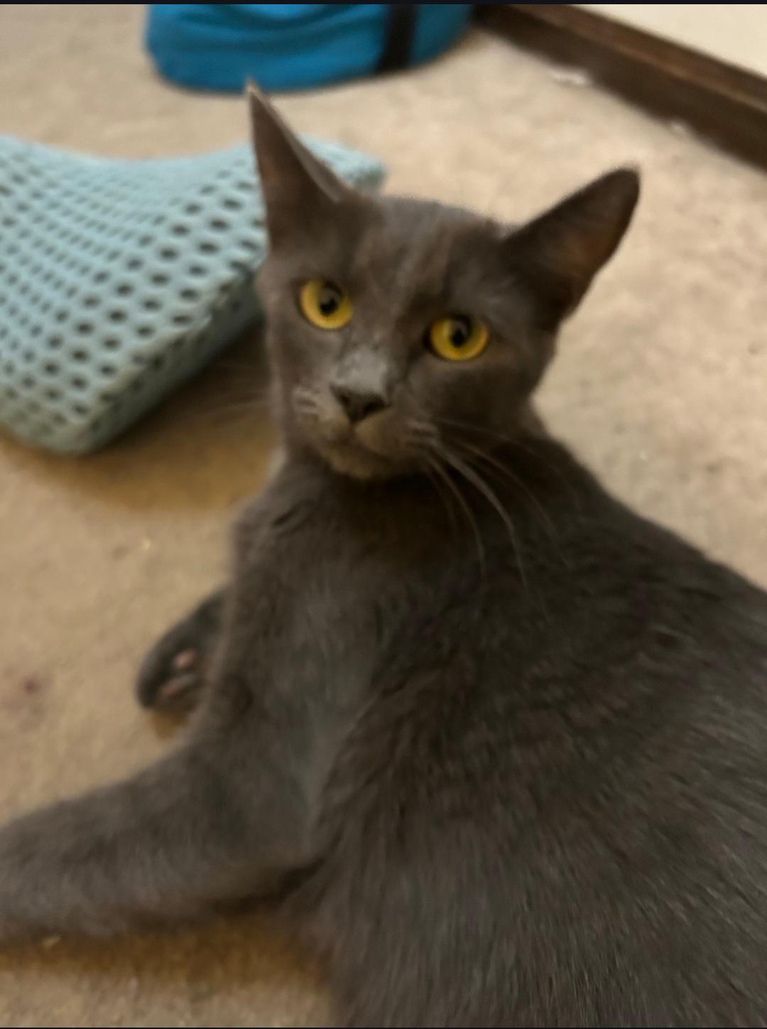 Morticia , ADOPTABLE, Adult Female Domestic Short Hair.