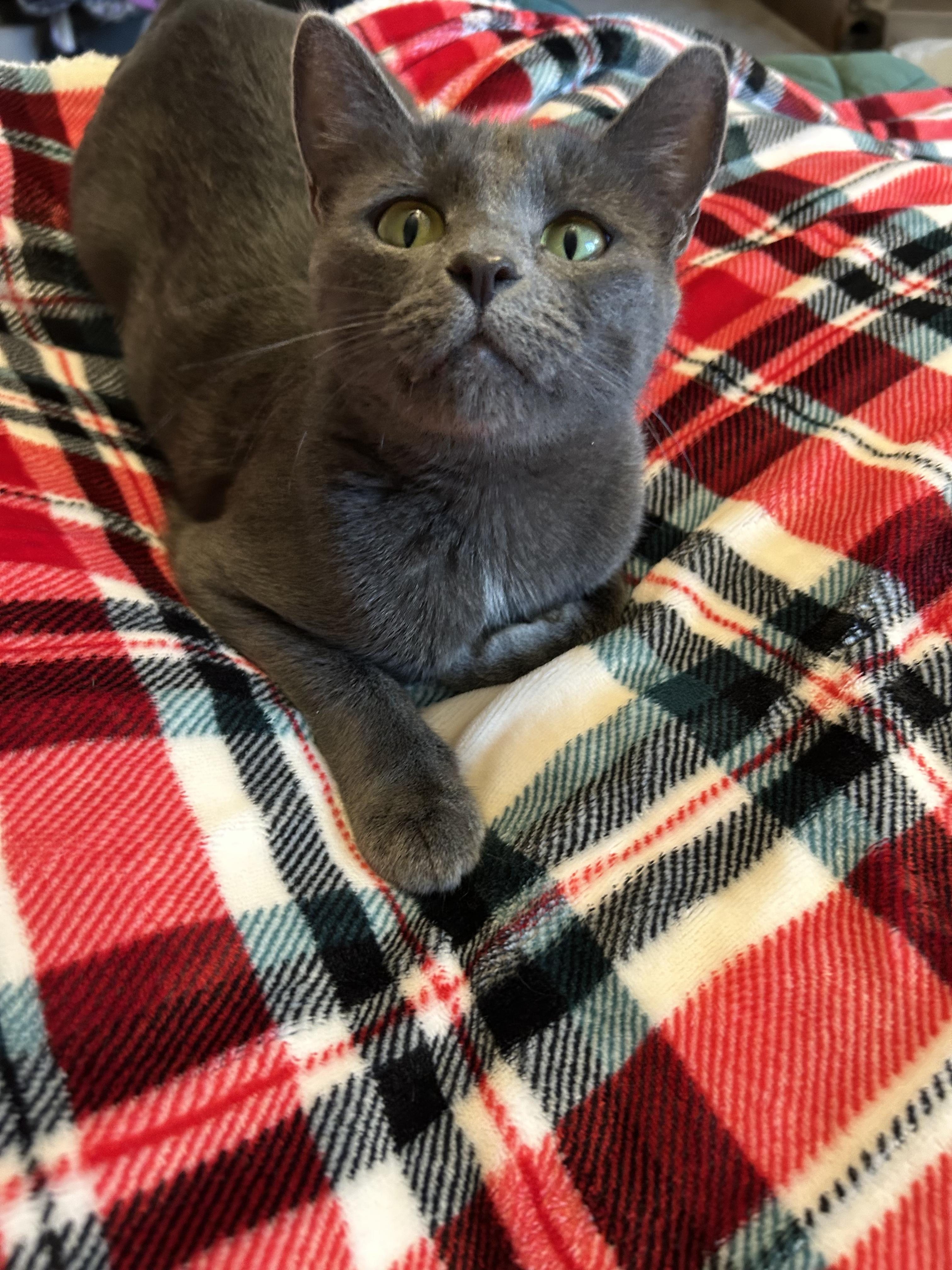 Morticia thumbnail 3