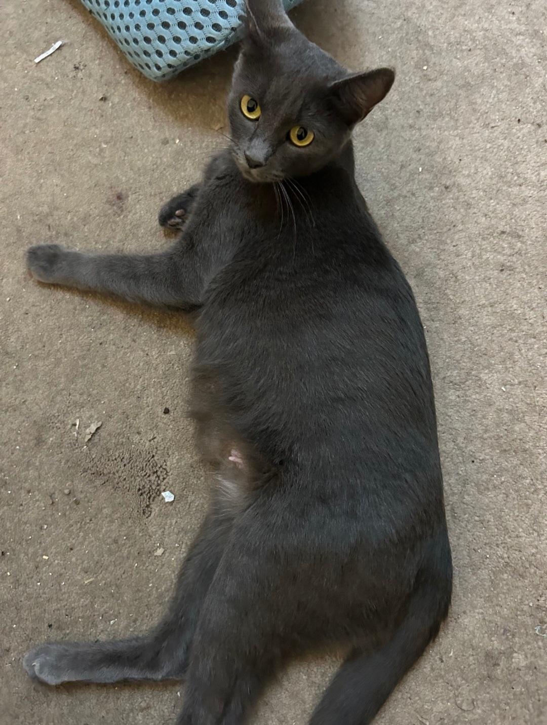 Morticia , a ADOPTABLE Domestic Short Hair in Columbia, MO image 2/3