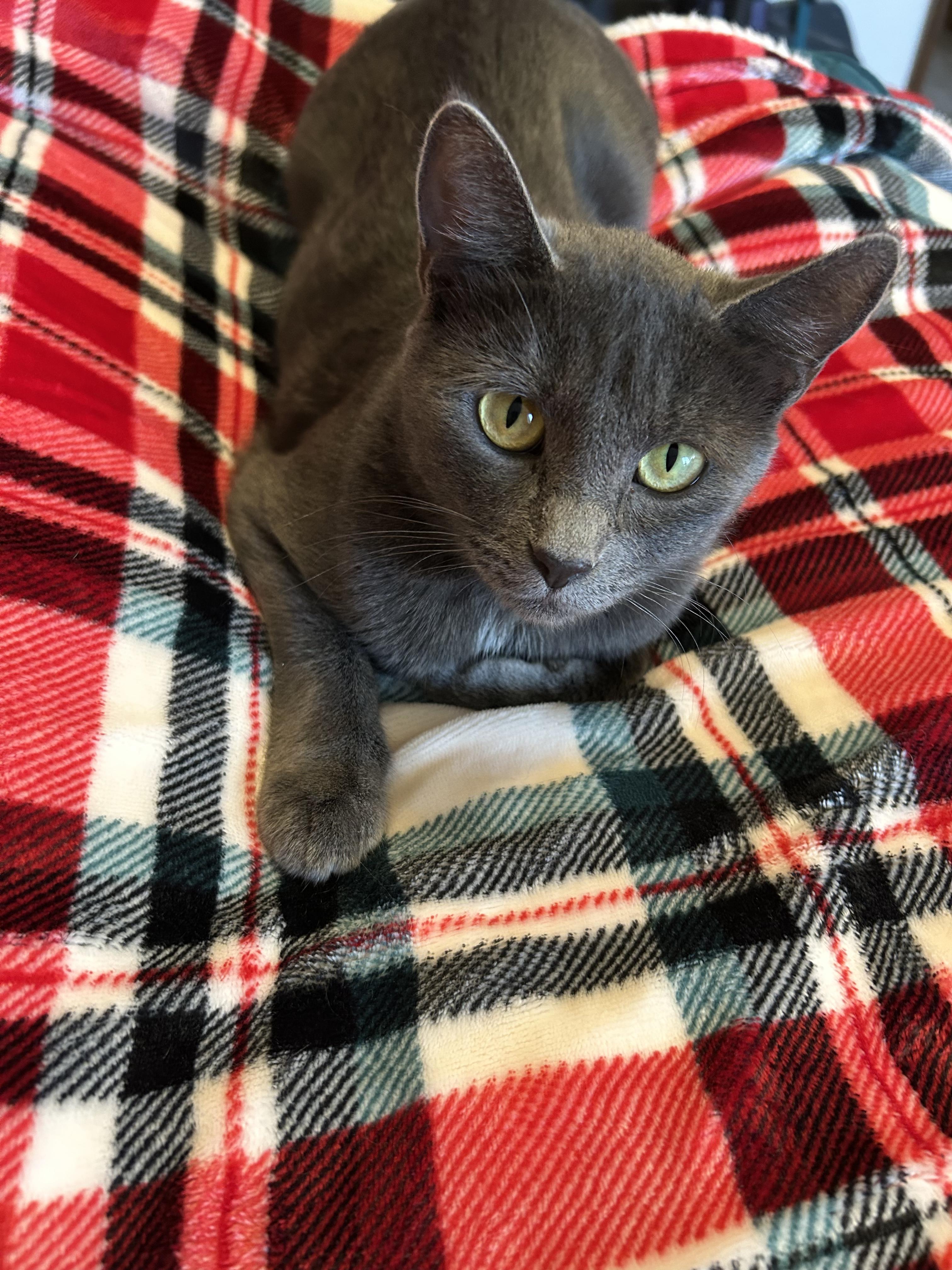 Morticia thumbnail 5