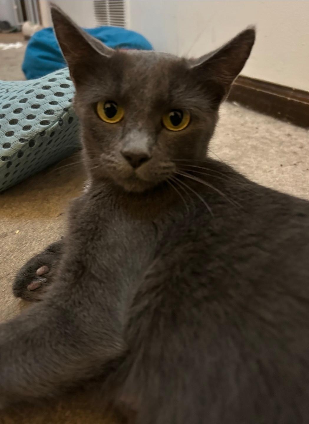 Morticia , a ADOPTABLE Domestic Short Hair in Columbia, MO image 3/3