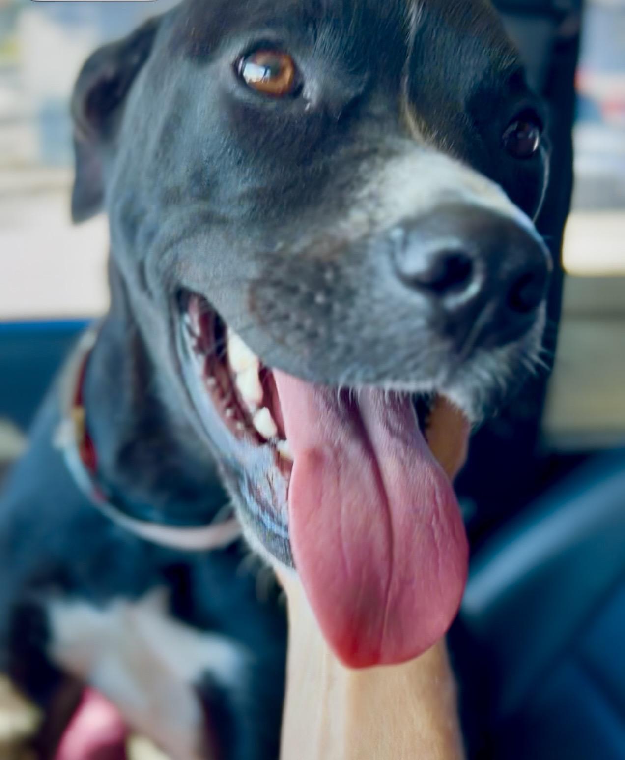 Enlarge Janessa, a ADOPTABLE mixed breed in Coconut Creek, FL image 2/5