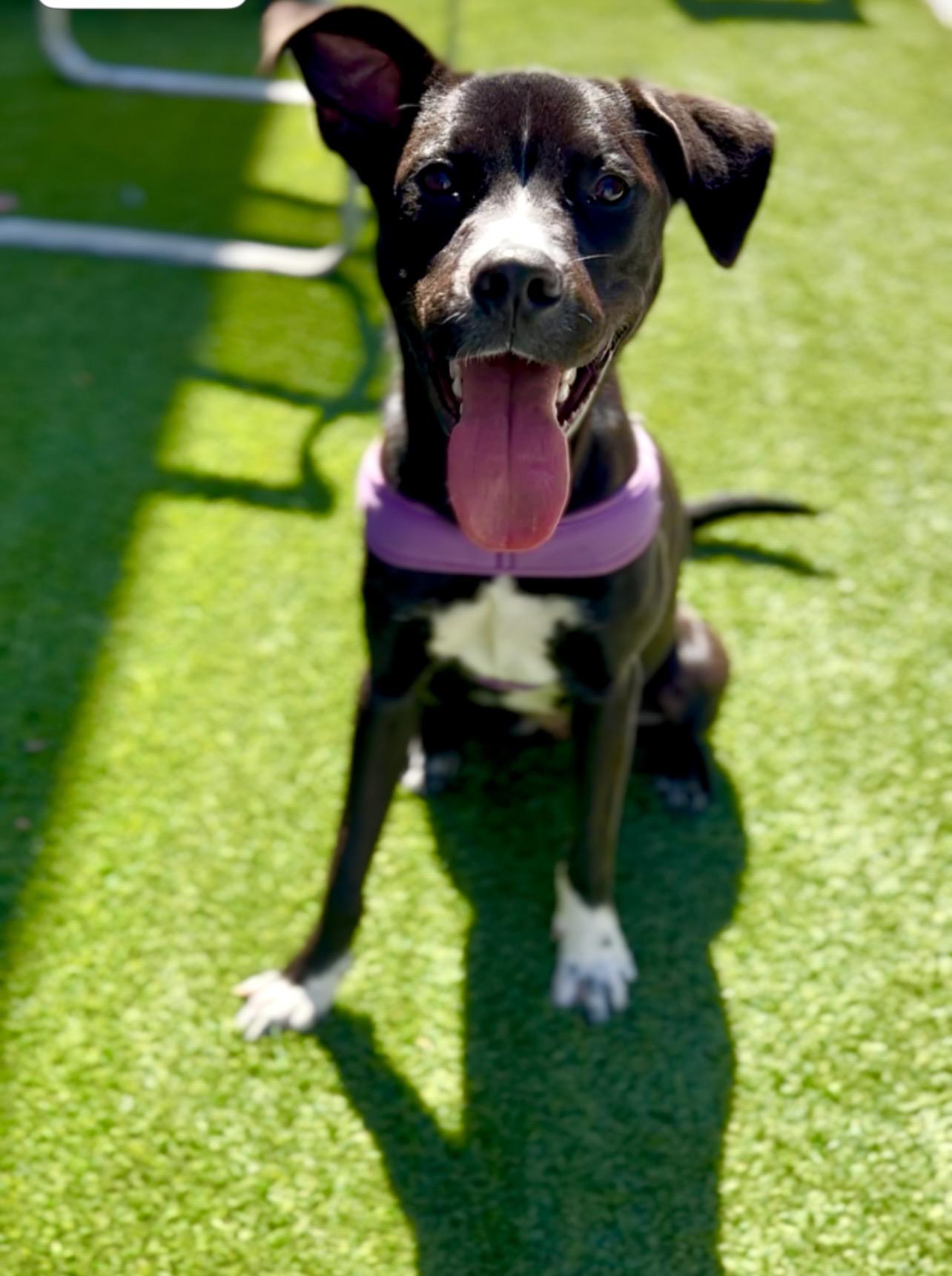 Enlarge Janessa, a ADOPTABLE mixed breed in Coconut Creek, FL image 1/5