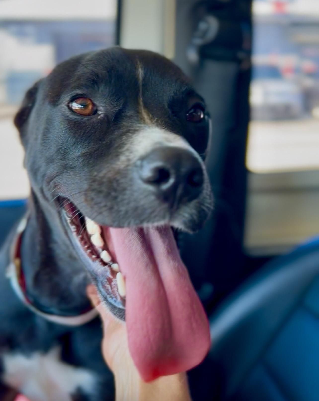 Enlarge Janessa, a ADOPTABLE mixed breed in Coconut Creek, FL image 4/5