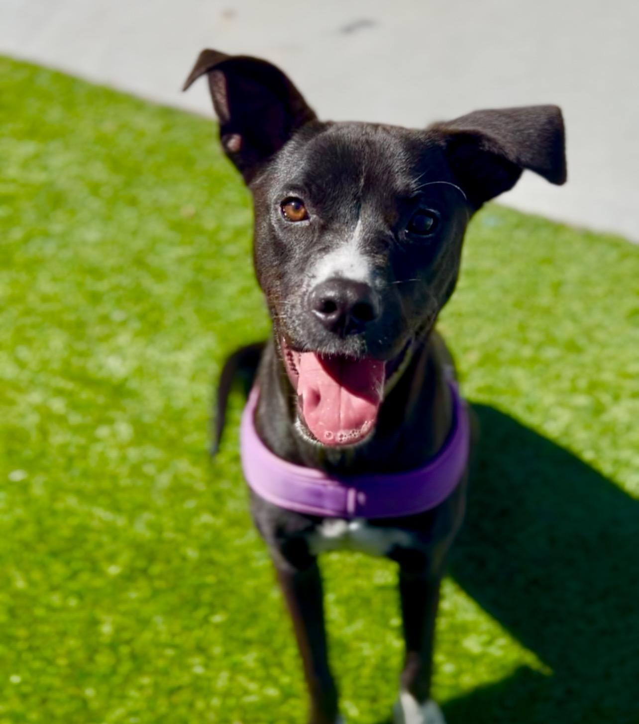 Enlarge Janessa, a ADOPTABLE mixed breed in Coconut Creek, FL image 5/5