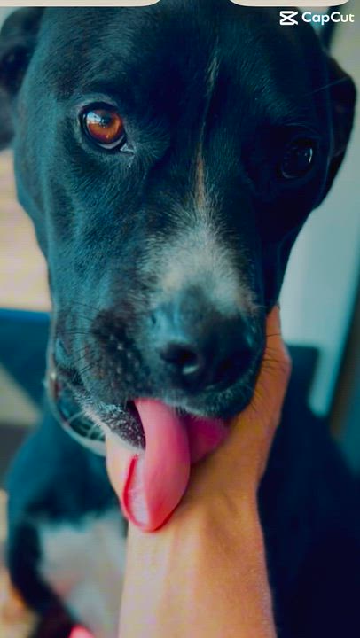 Enlarge Janessa, a ADOPTABLE mixed breed in Coconut Creek, FL video 3/5