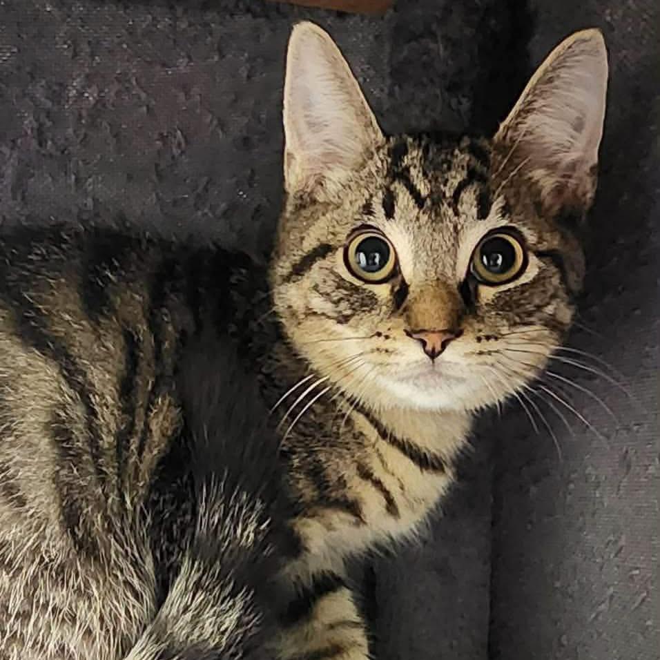 Cronk, Adoptable, Kitten Male Domestic Short Hair.
