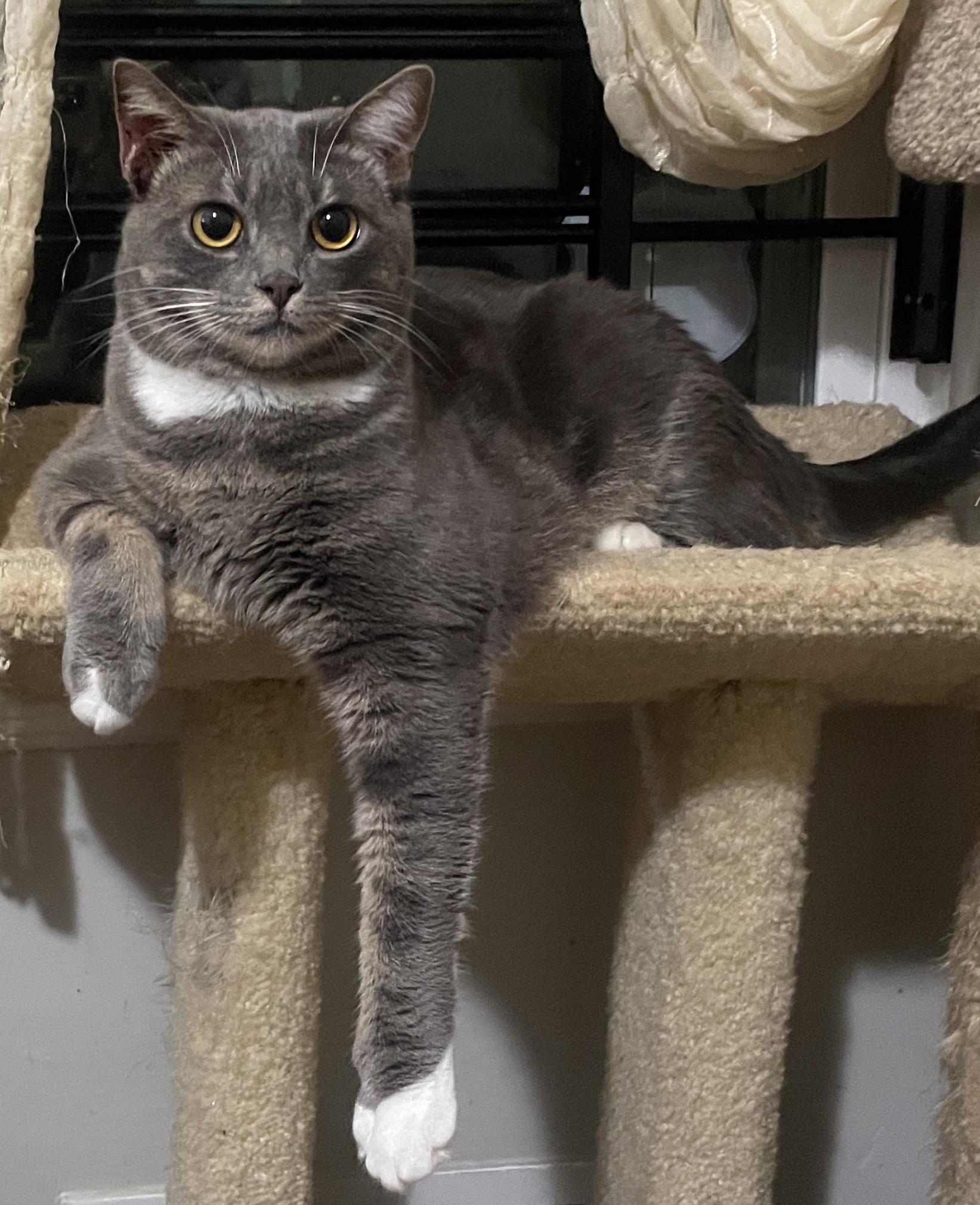 Enlarge Lo Mein, a Adoptable Domestic Short Hair in Smyrna, GA image 5/5