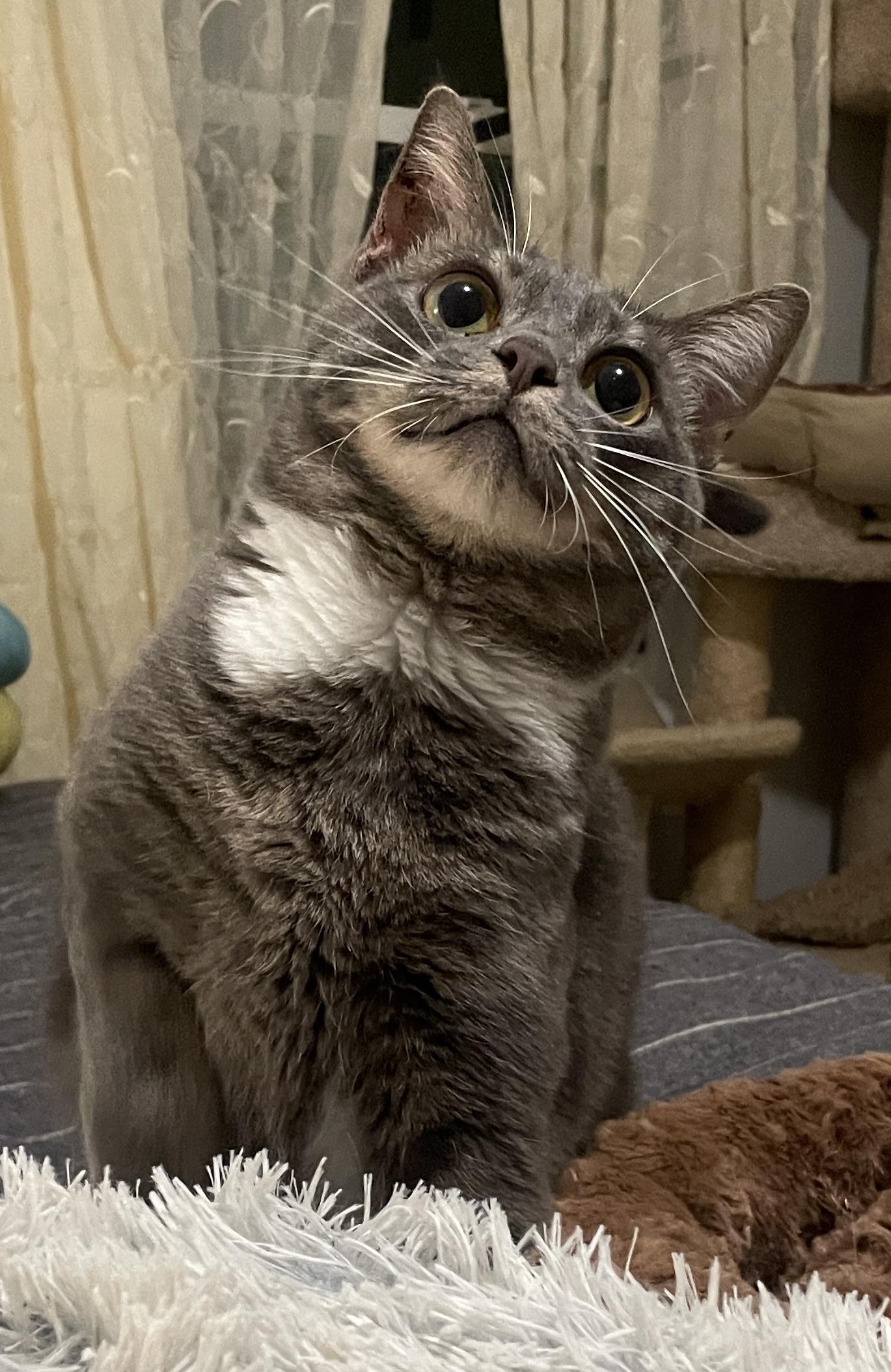 Enlarge Lo Mein, a Adoptable Domestic Short Hair in Smyrna, GA image 4/5