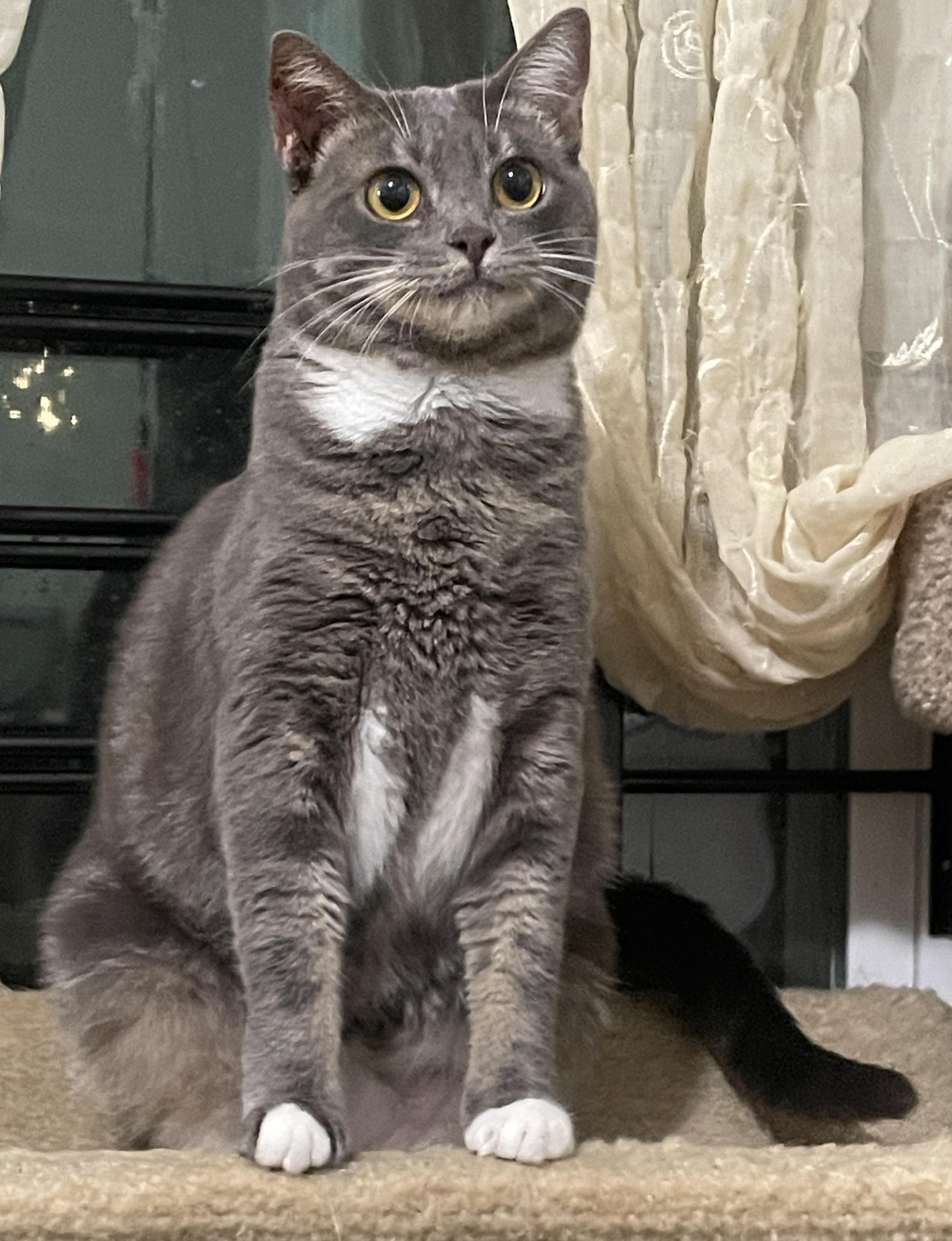 Lo Mein, Adoptable, Adult Female Domestic Short Hair.