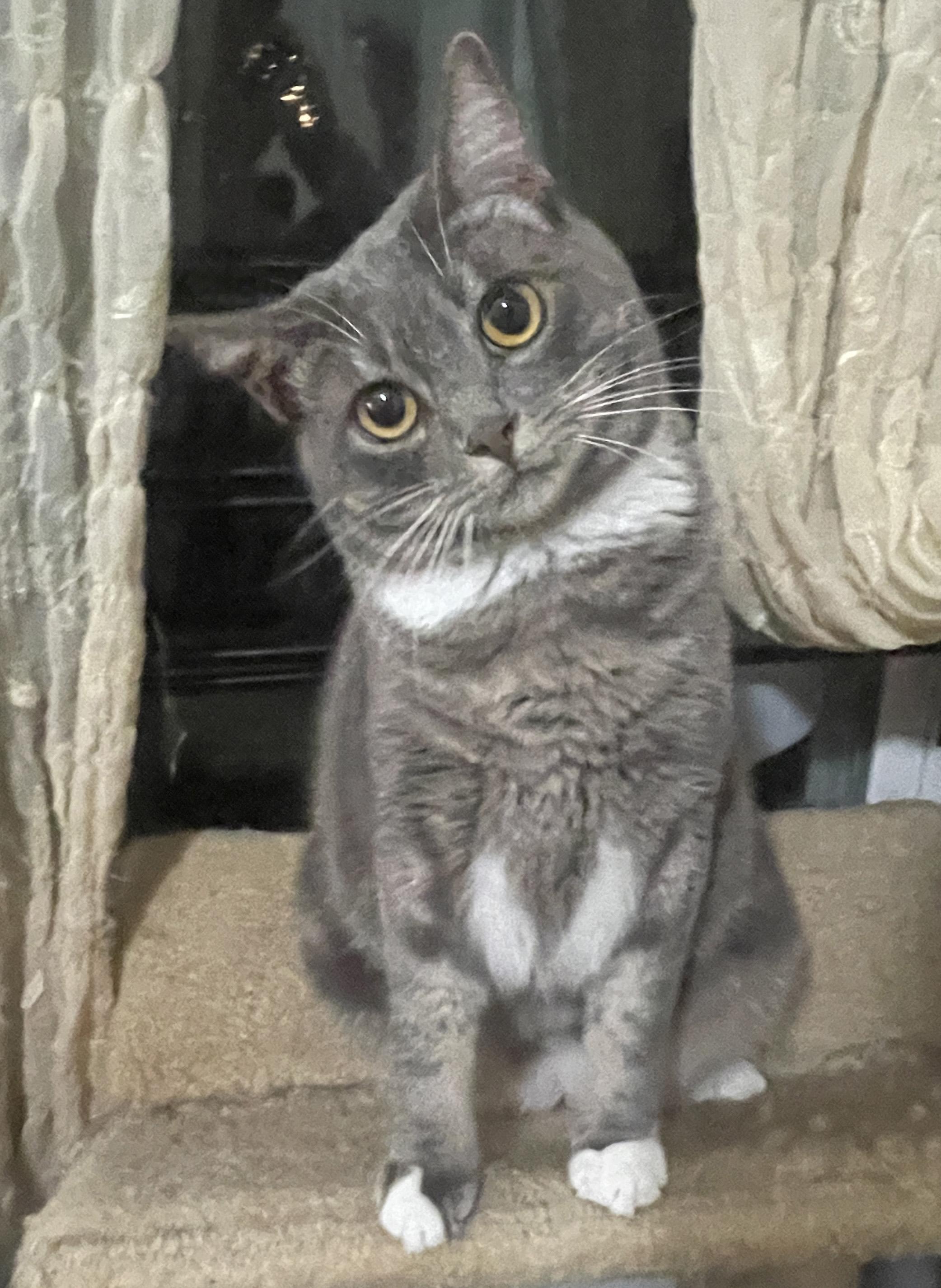 Enlarge Lo Mein, a Adoptable Domestic Short Hair in Smyrna, GA image 2/5