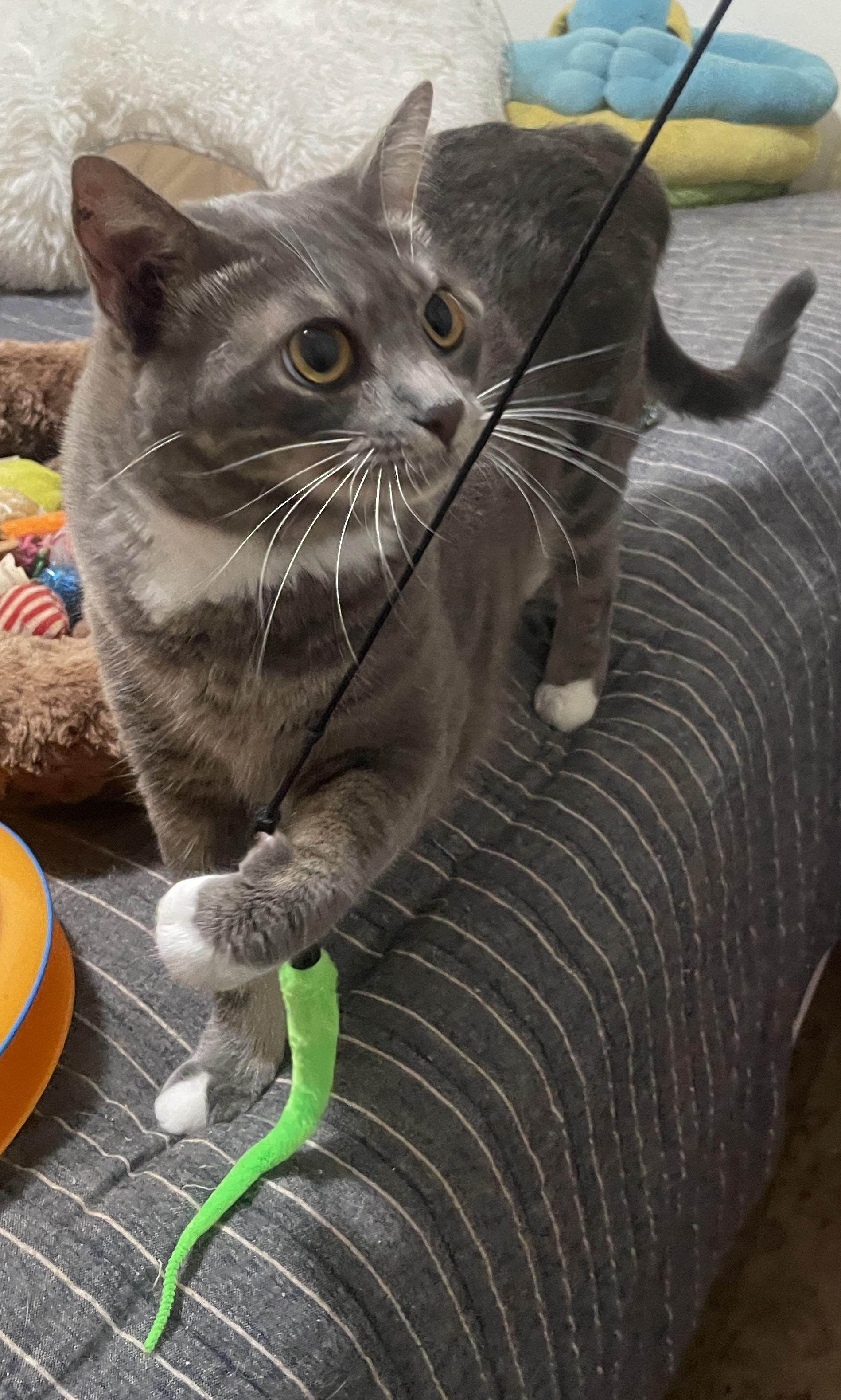 Enlarge Lo Mein, a Adoptable Domestic Short Hair in Smyrna, GA image 3/5