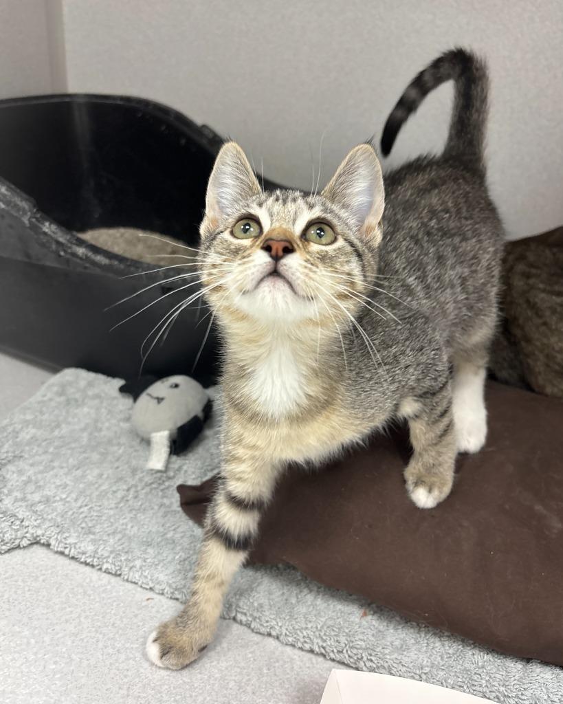 Hermione Granger, a Adoptable mixed breed in Los Angeles, CA image 5/6