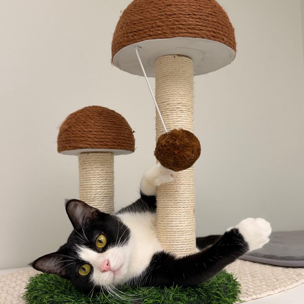 Harmony — thumbnail 3